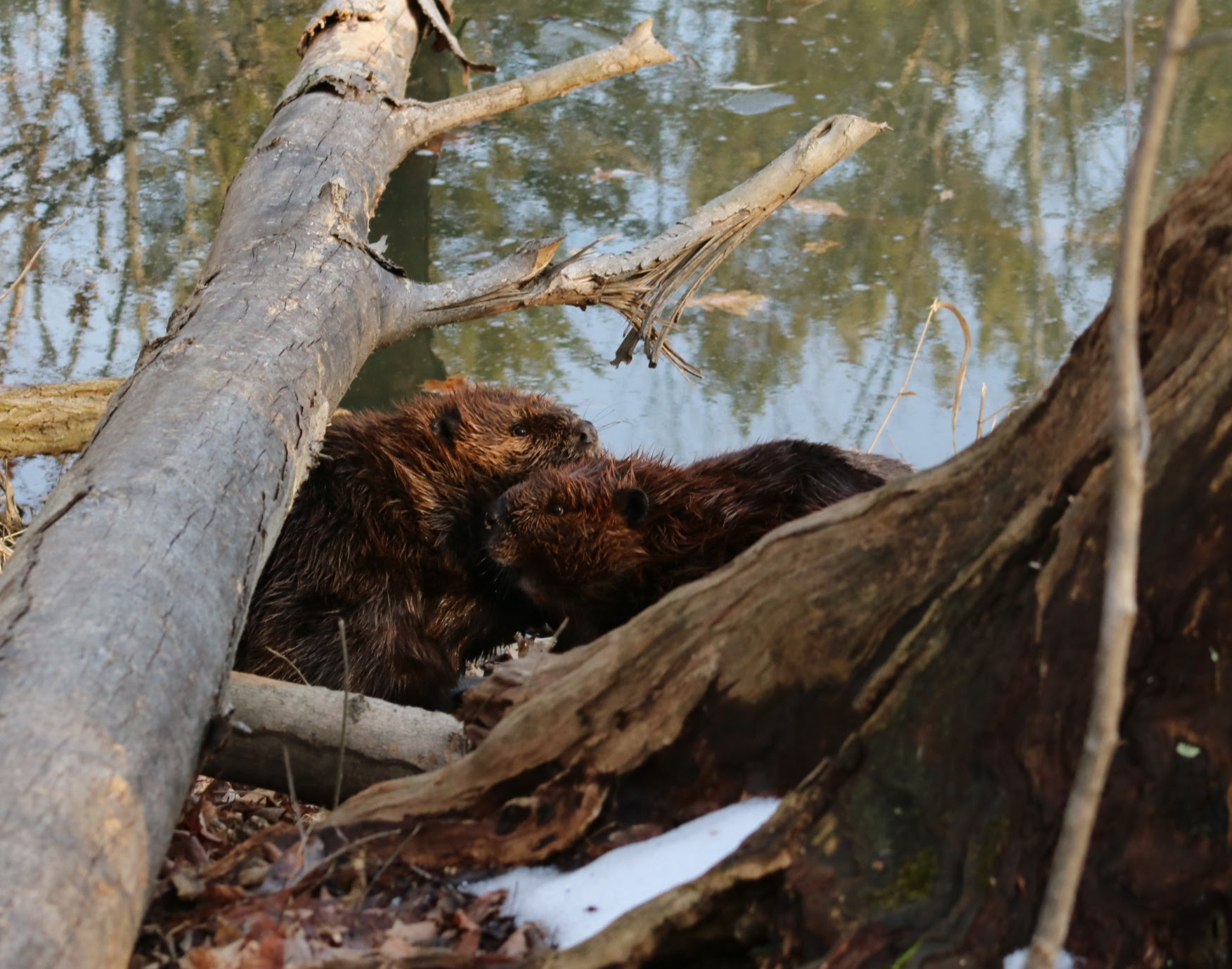 Canon EOS M3 sample photo
