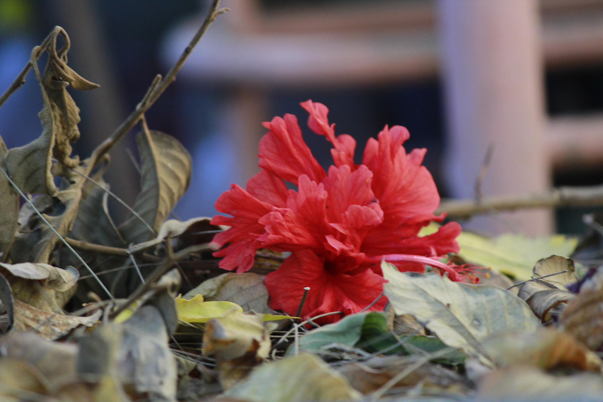 Canon EF-S 55-250mm F4-5.6 IS II sample photo. Fuego photography