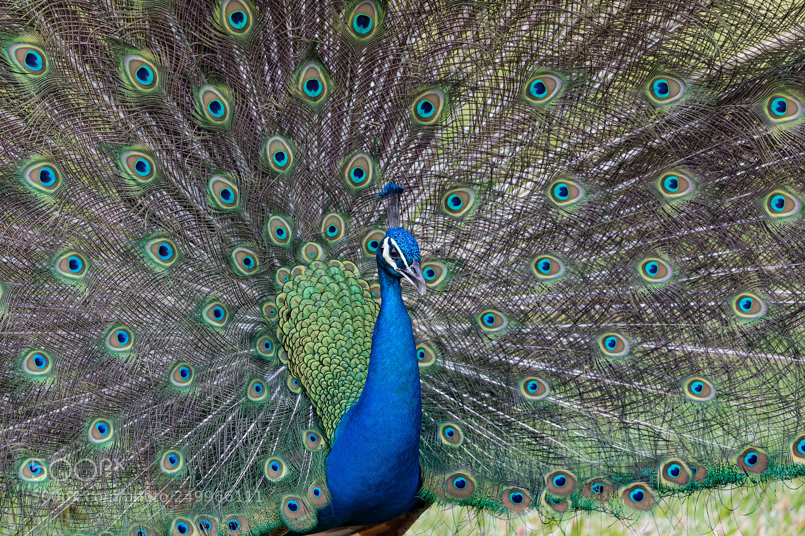 Canon EOS 5D Mark IV sample photo. Peacock photography