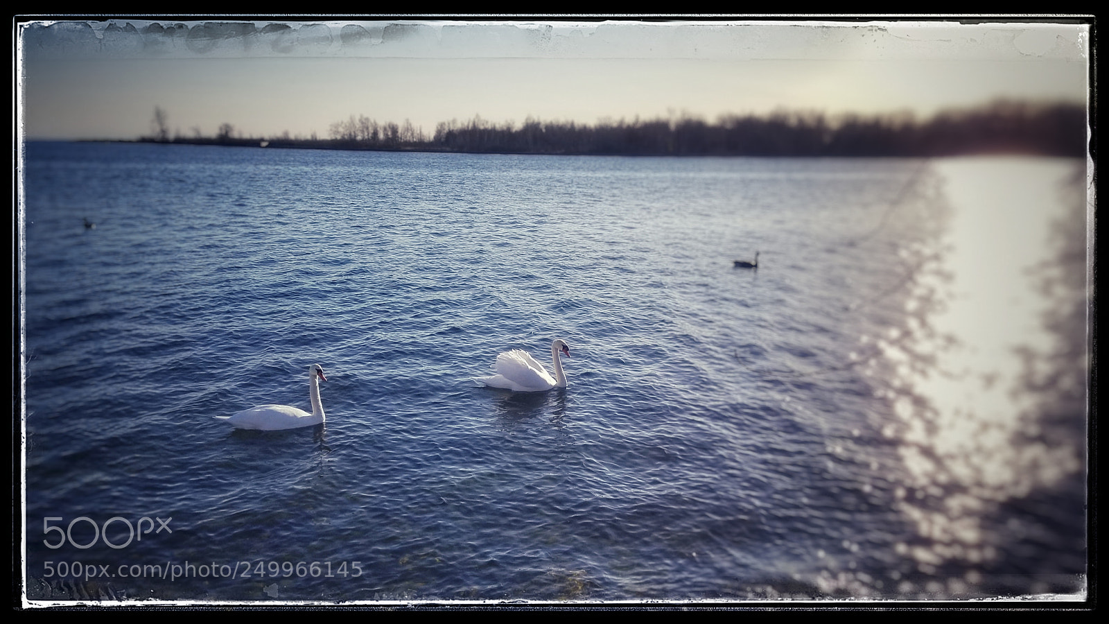 Samsung Galaxy S8+ sample photo. Swans photography