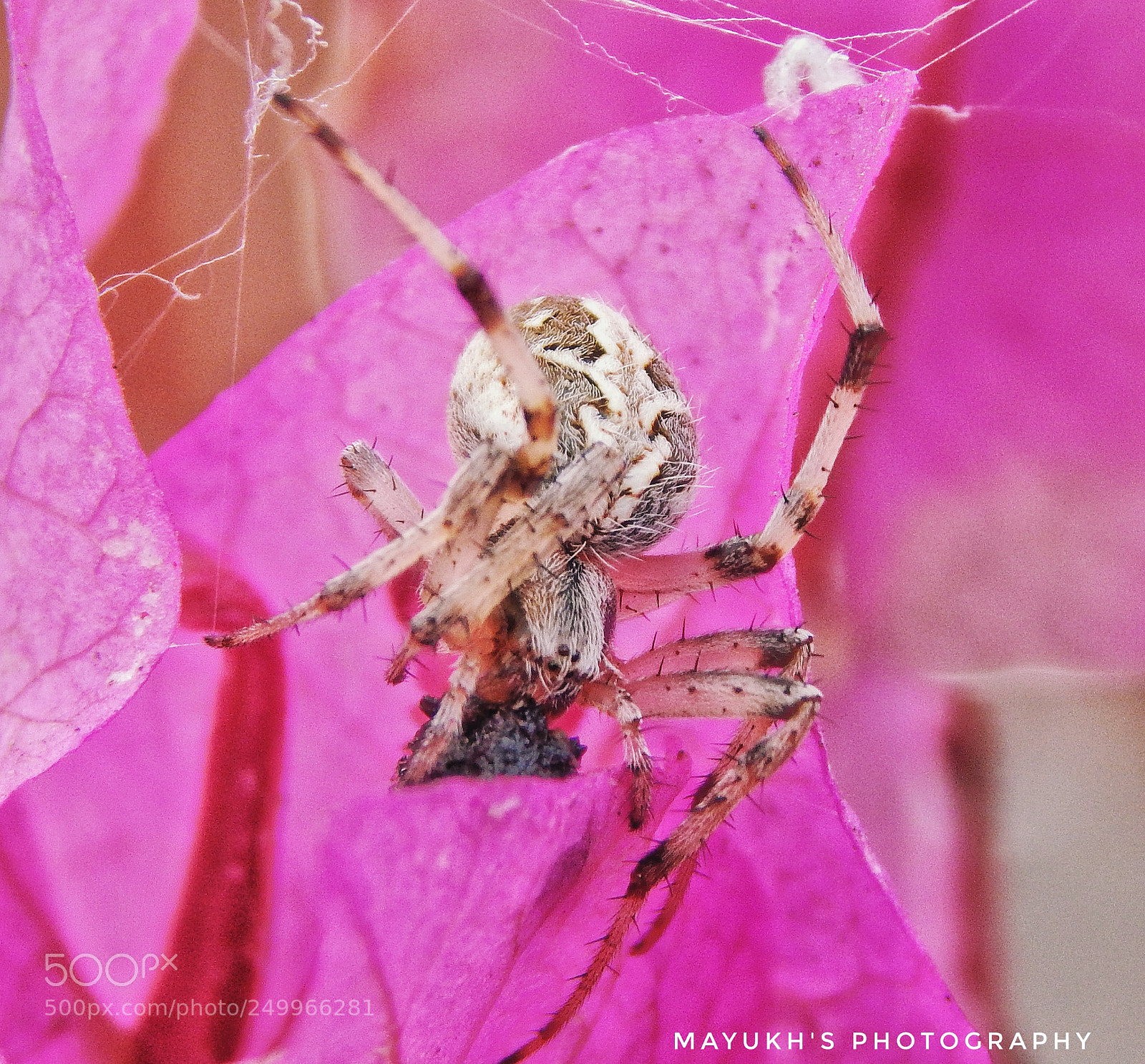 Nikon Coolpix L830 sample photo. Deadly photography