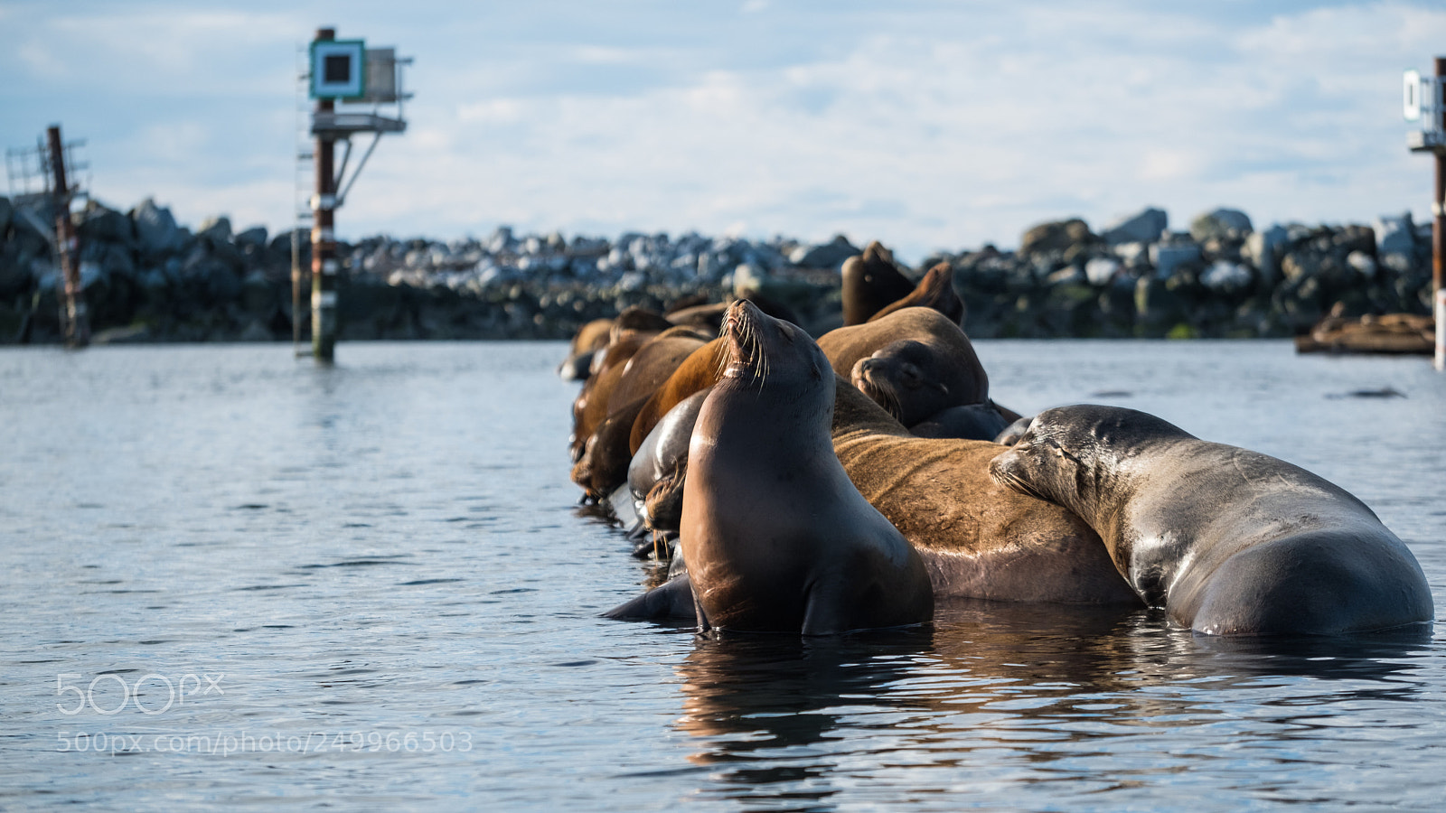 Fujifilm X-T20 sample photo. Dozing sea lions photography