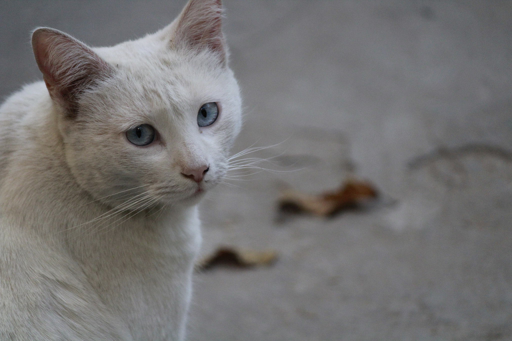 Canon EF-S 55-250mm F4-5.6 IS II sample photo. Paloma photography