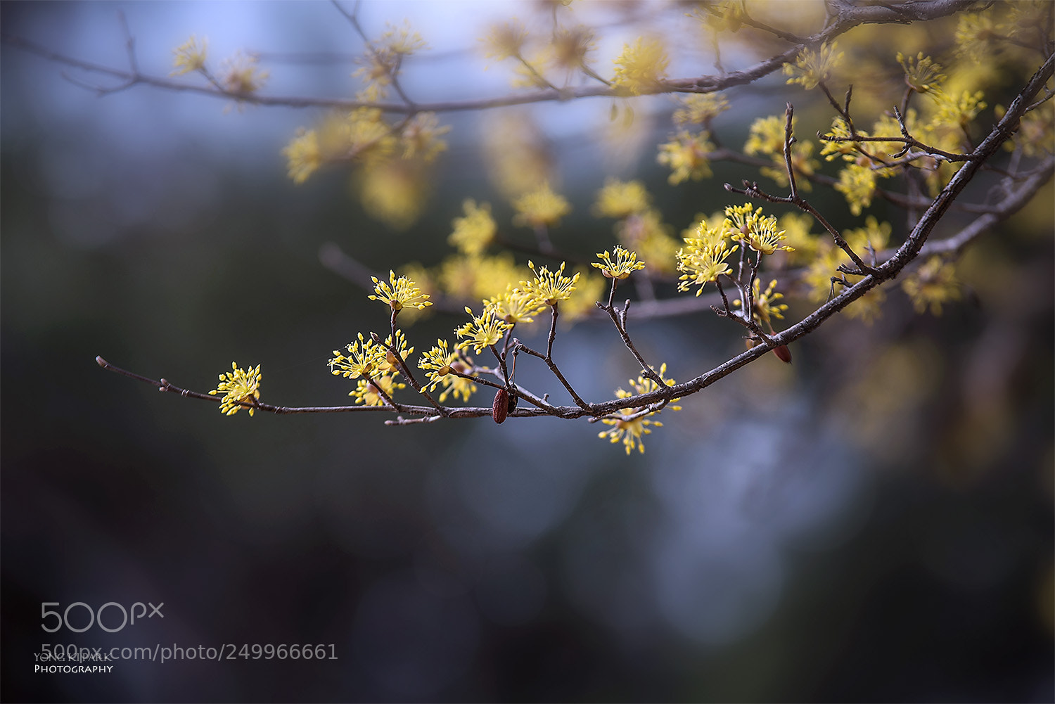 Pentax K-1 sample photo. Spring, spring, spring-5 photography