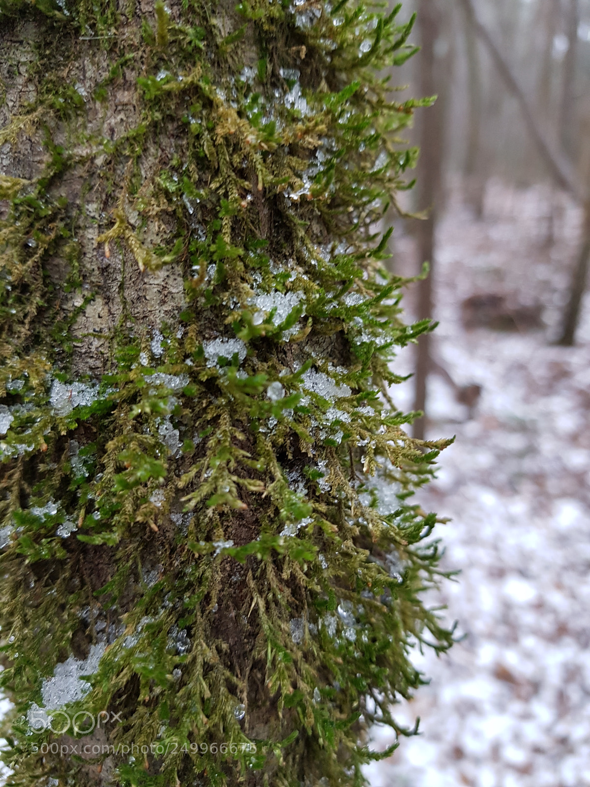 Samsung Galaxy S7 Edge sample photo. Snow photography