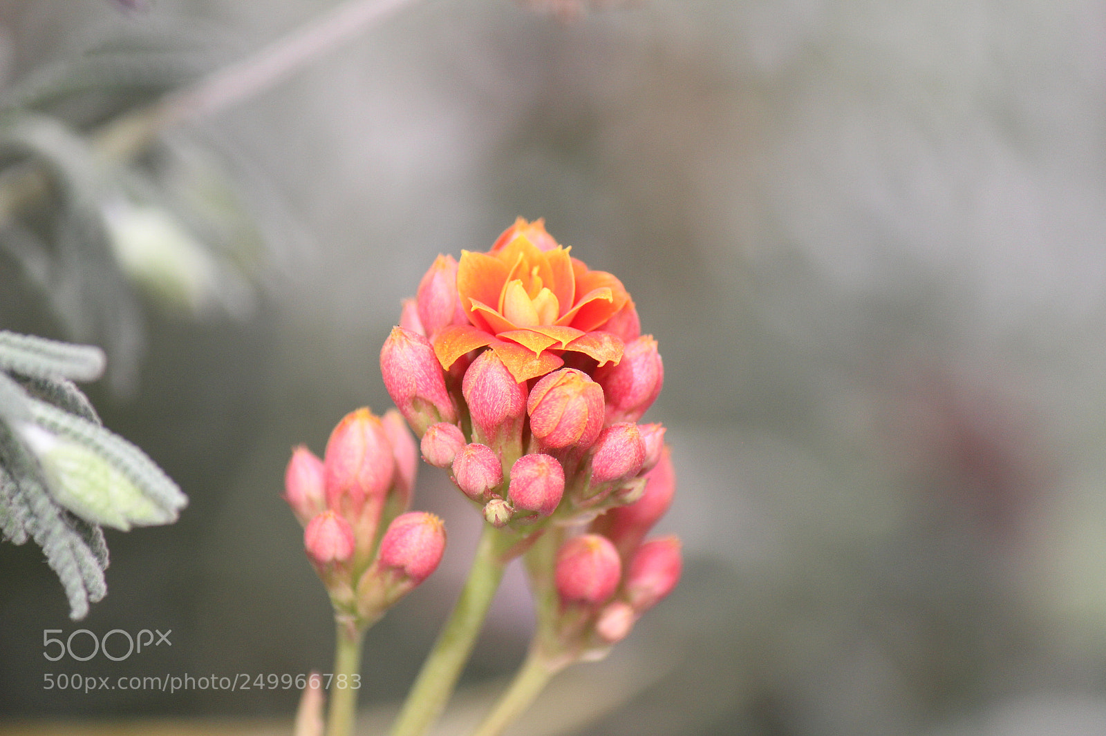Canon EF-S 55-250mm F4-5.6 IS II sample photo. Untitled photography