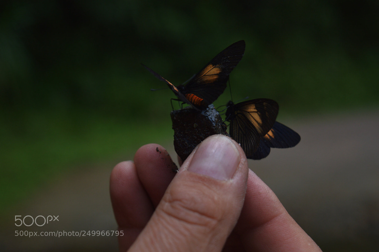 Nikon D3200 sample photo. Butterflies  photography