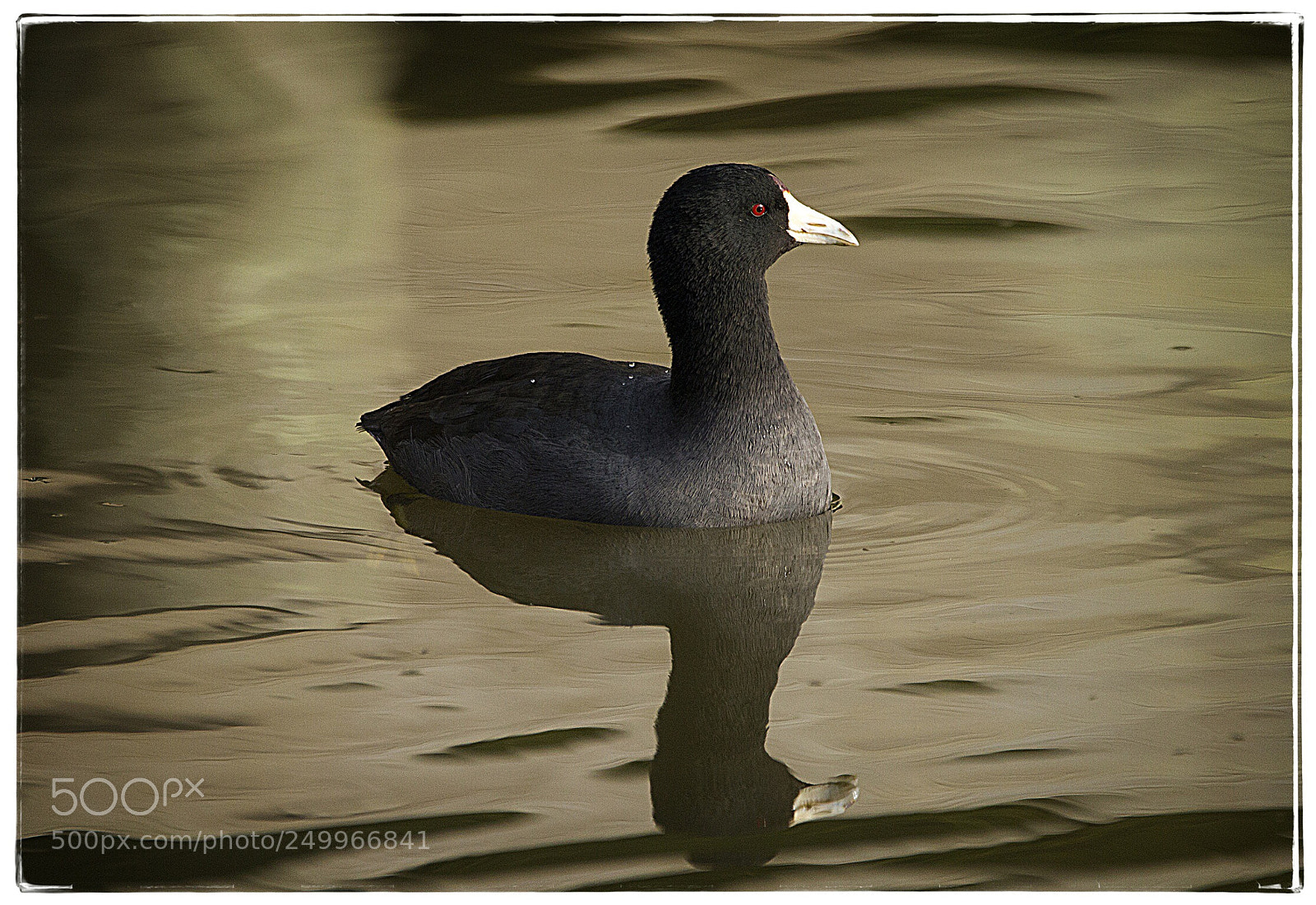 Canon EOS 7D sample photo. American coot  photography