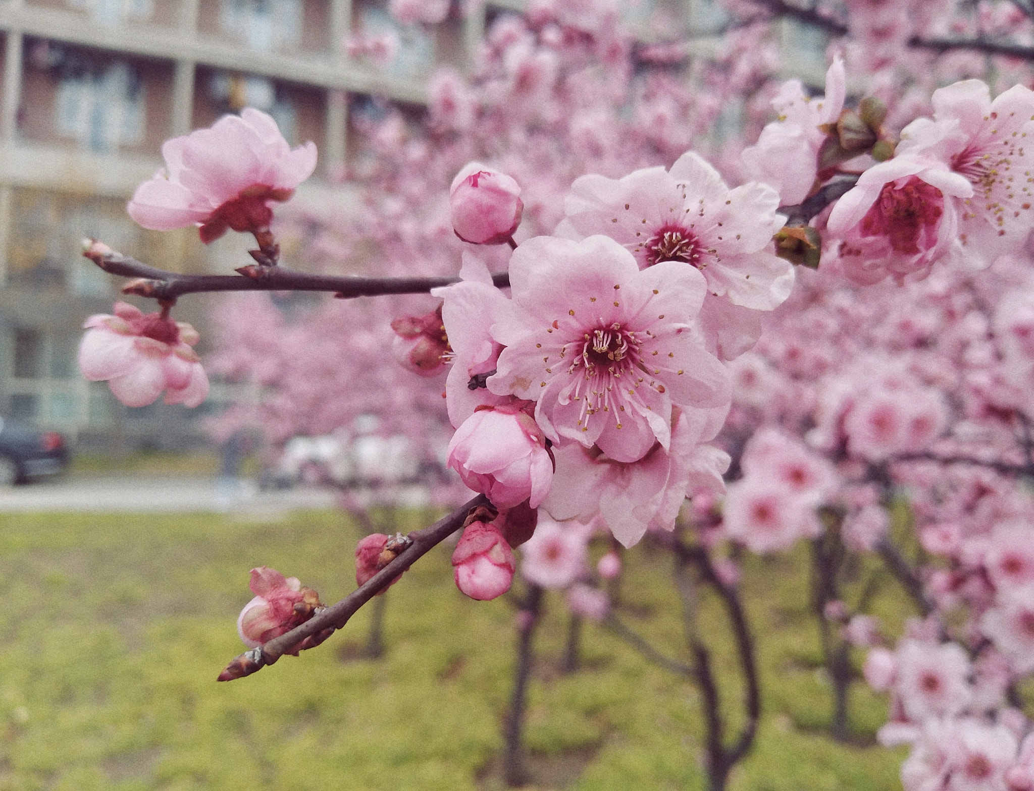 vivo X9L sample photo. 初春 photography