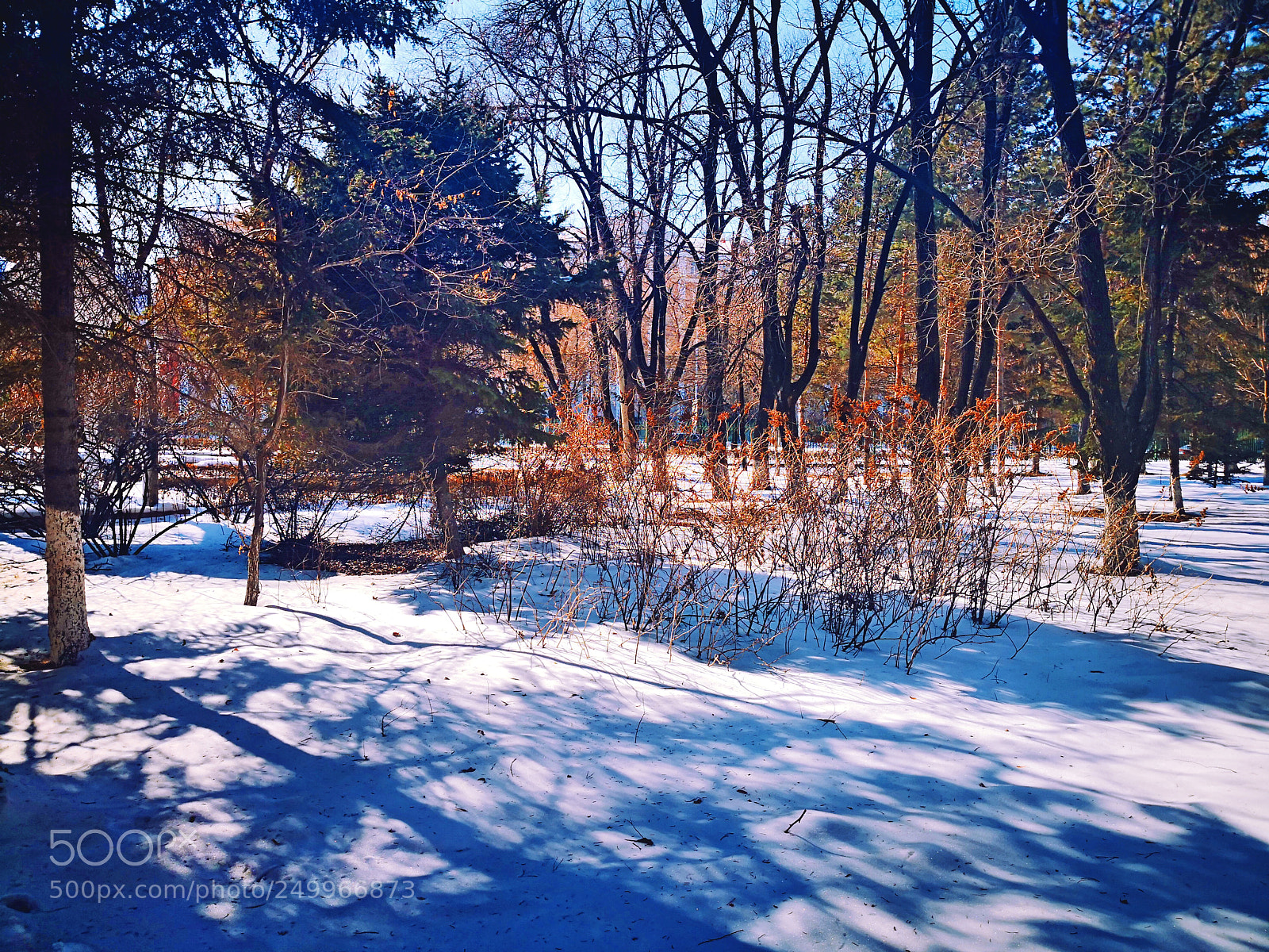 HUAWEI Mate 10 Pro sample photo. Spring in my school photography