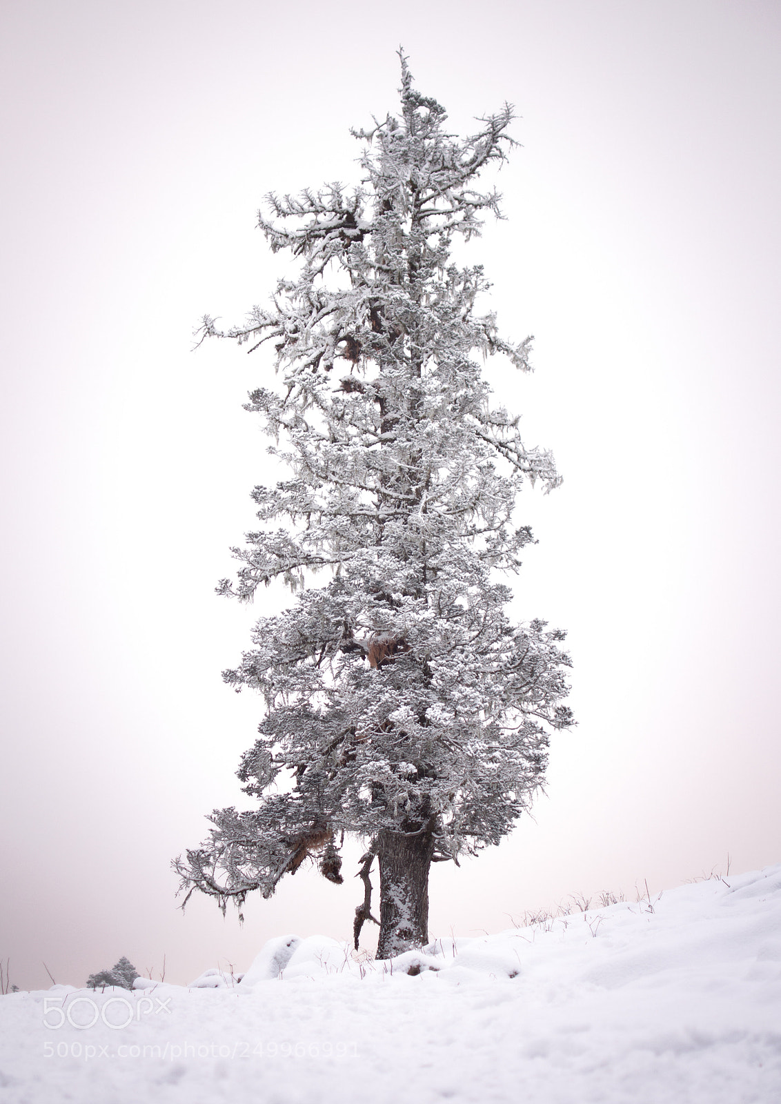 Nikon D7000 sample photo. Winter has come photography