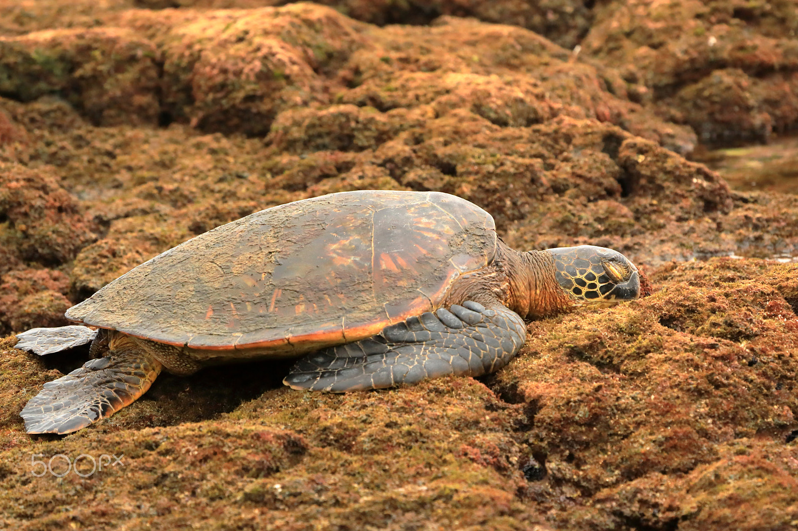 Canon EOS 5D Mark IV + Canon EF 100-400mm F4.5-5.6L IS USM sample photo. Sunbathing sea turtle photography