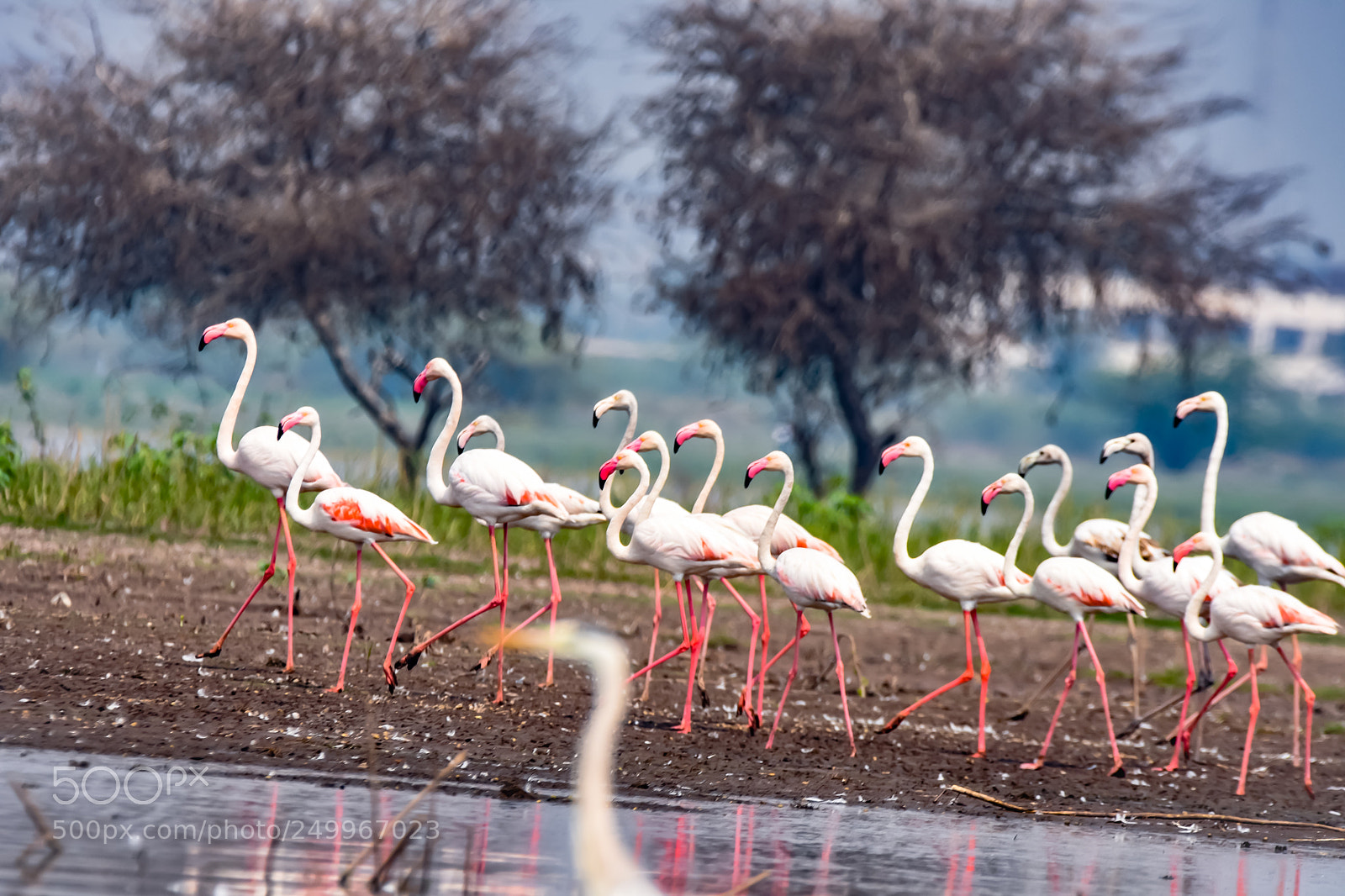 Nikon D7200 sample photo. Marching flamingos photography