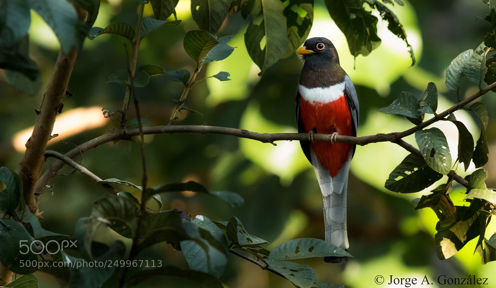 Canon EOS 7D Mark II sample photo. Elegant trogon photography