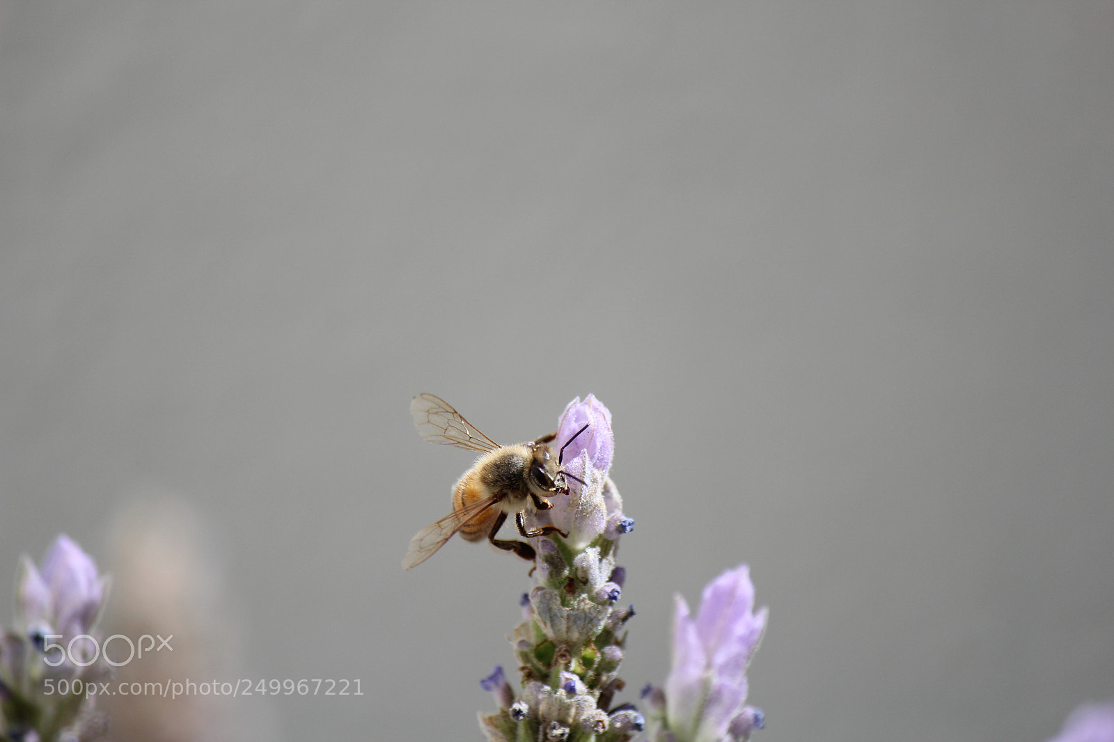 Canon EF-S 55-250mm F4-5.6 IS II sample photo. Bee photography