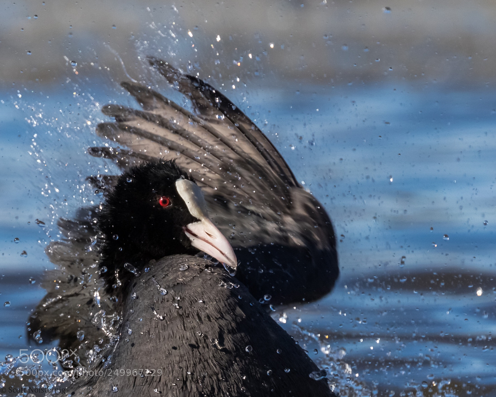 Canon EOS 7D Mark II sample photo. The coot with a photography