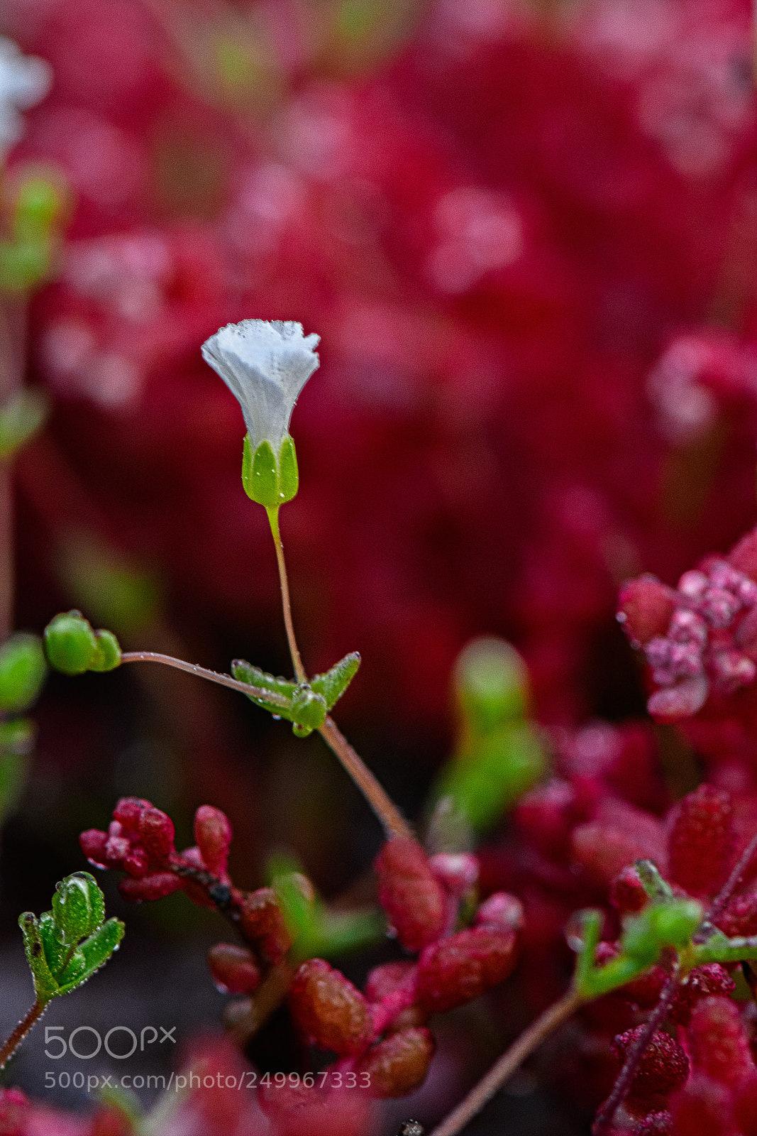 Nikon D850 sample photo. Tiny white pool sprite photography