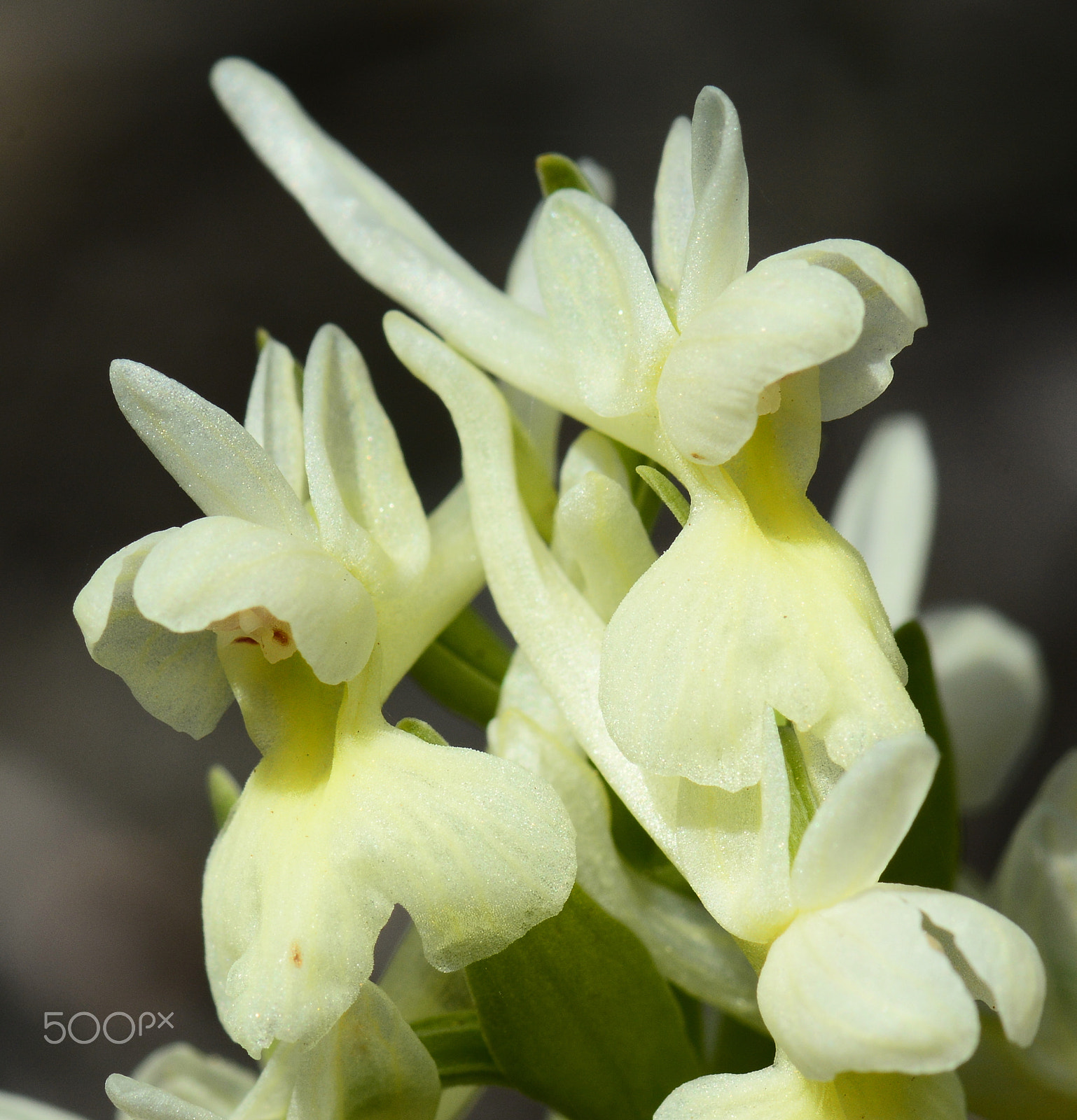 Nikon AF-S Micro-Nikkor 105mm F2.8G IF-ED VR sample photo