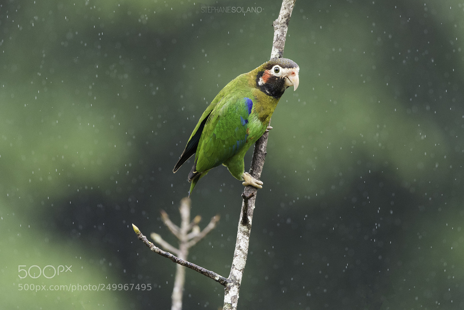 Nikon D810 sample photo. Brown hooded parrot photography