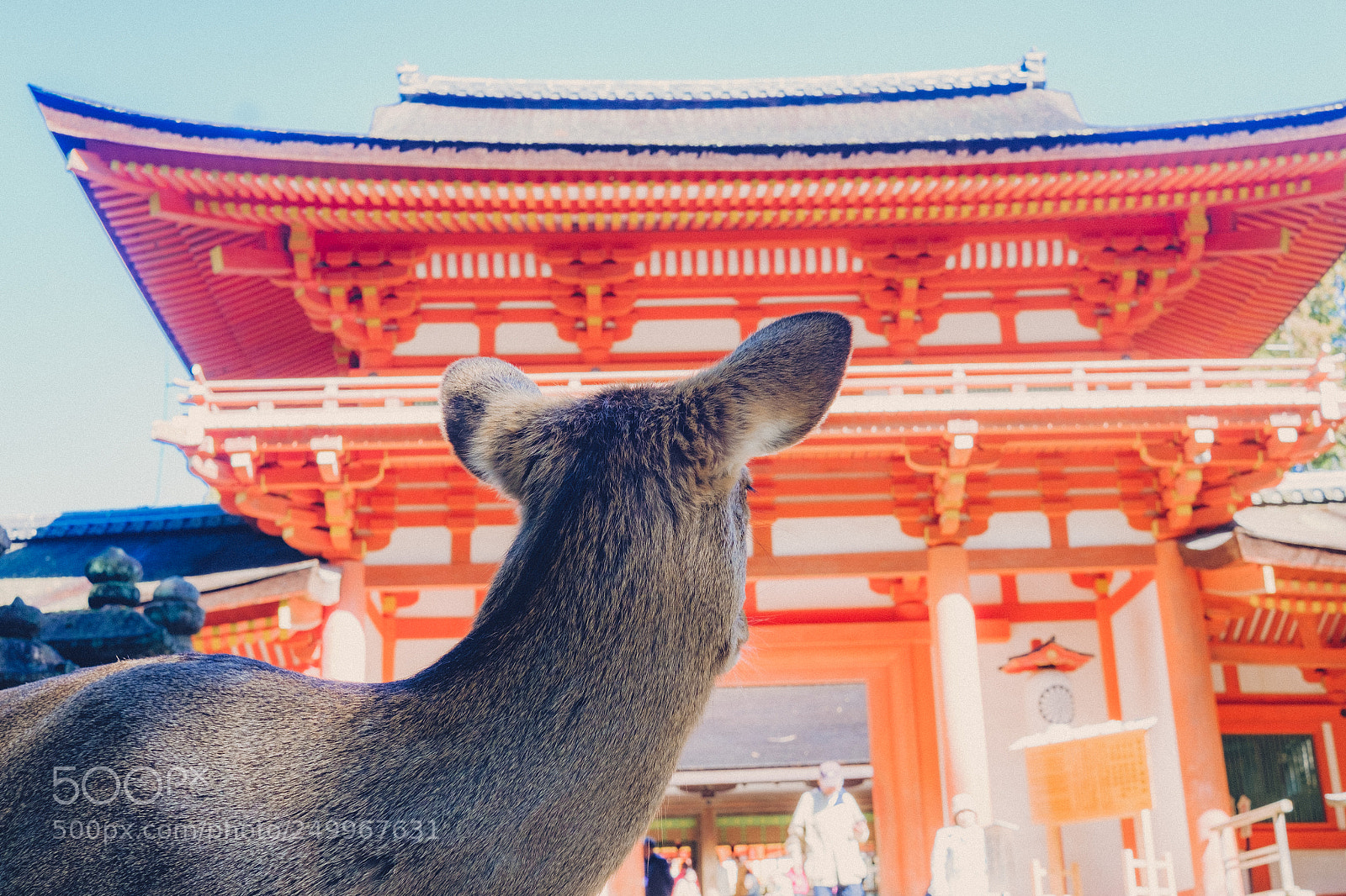Fujifilm X-M1 sample photo. 鹿 photography