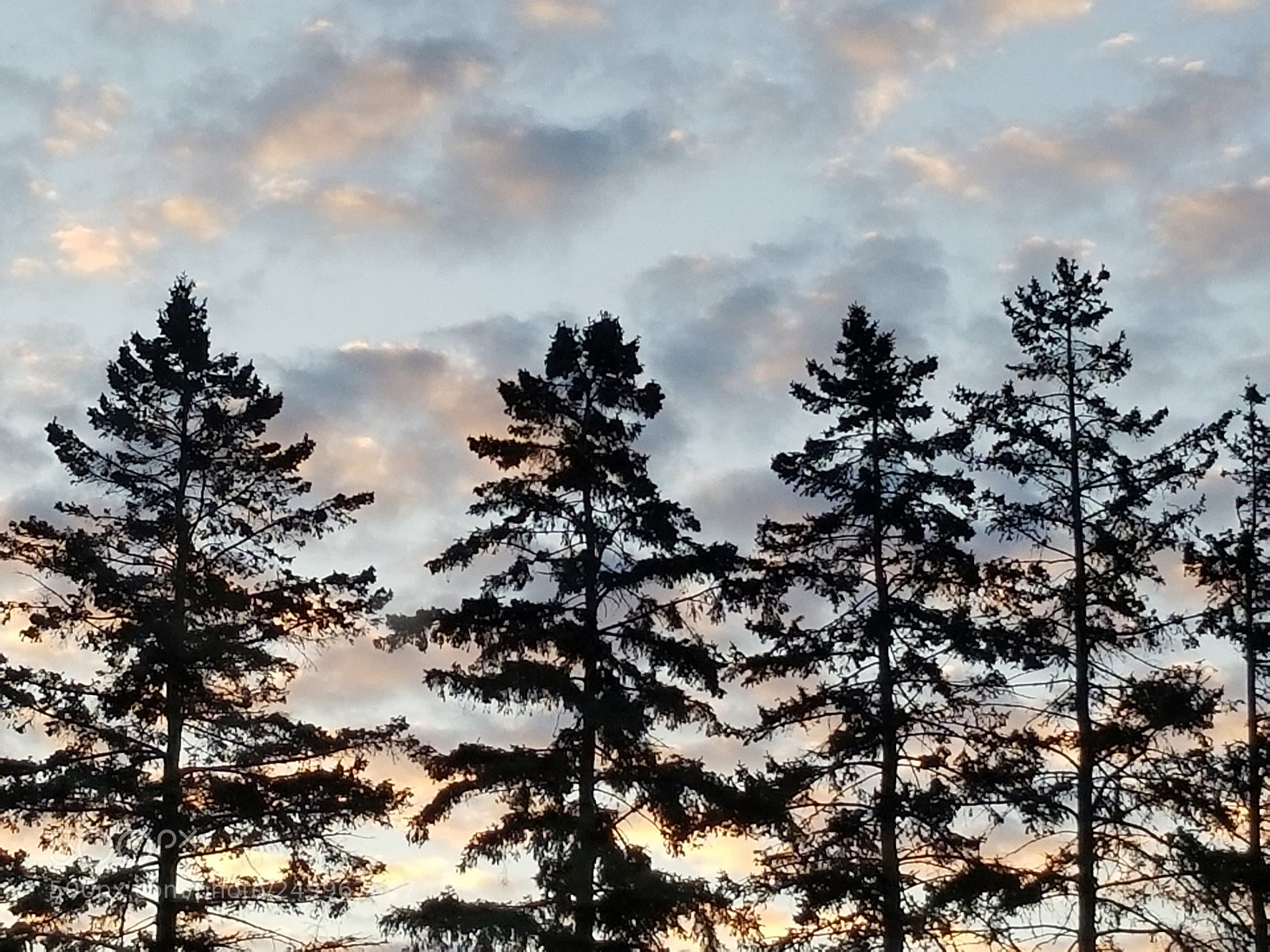 Samsung Galaxy S8+ sample photo. Pine trees in the photography