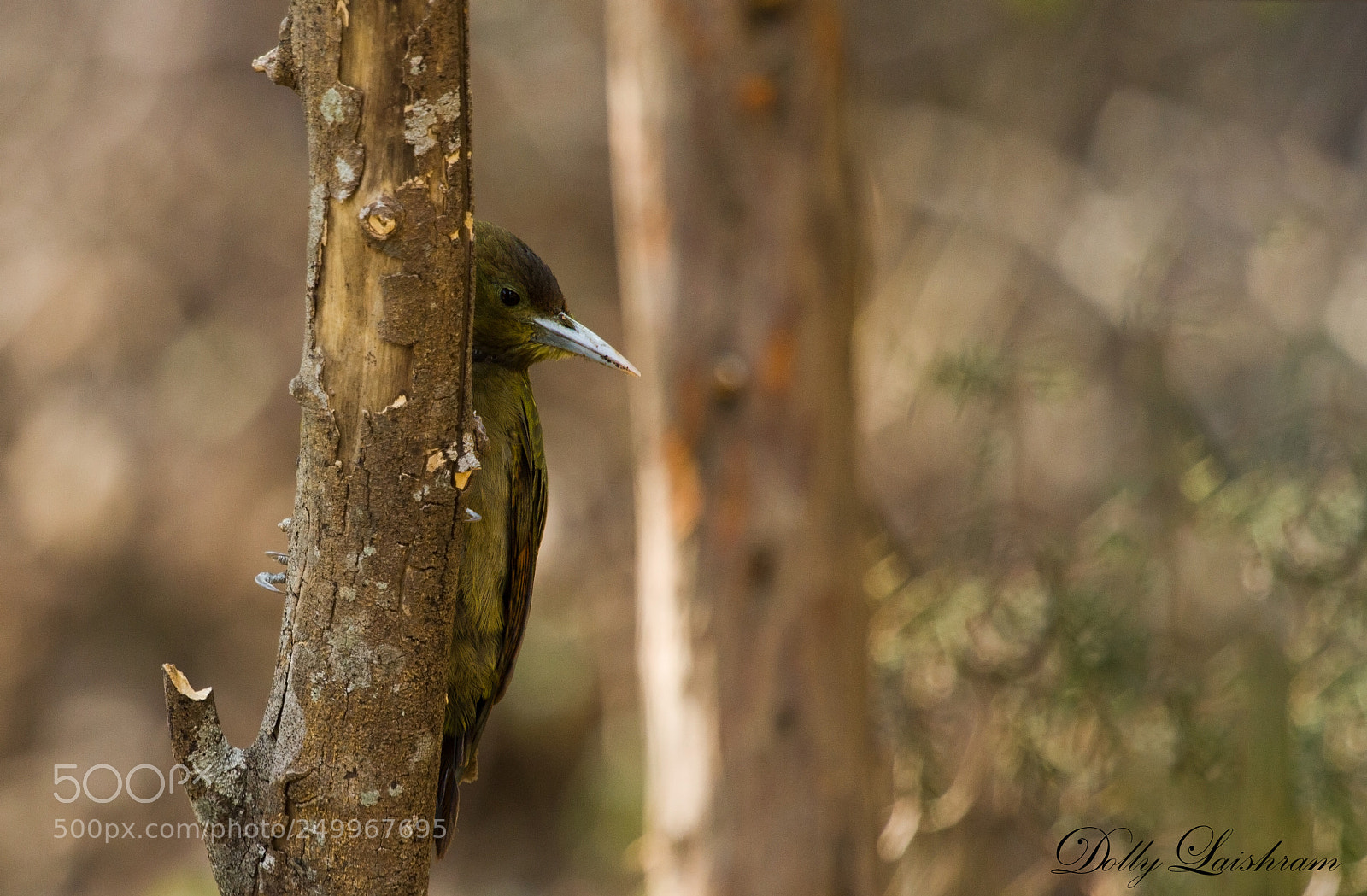Canon EOS 7D sample photo. Greater yellownape photography