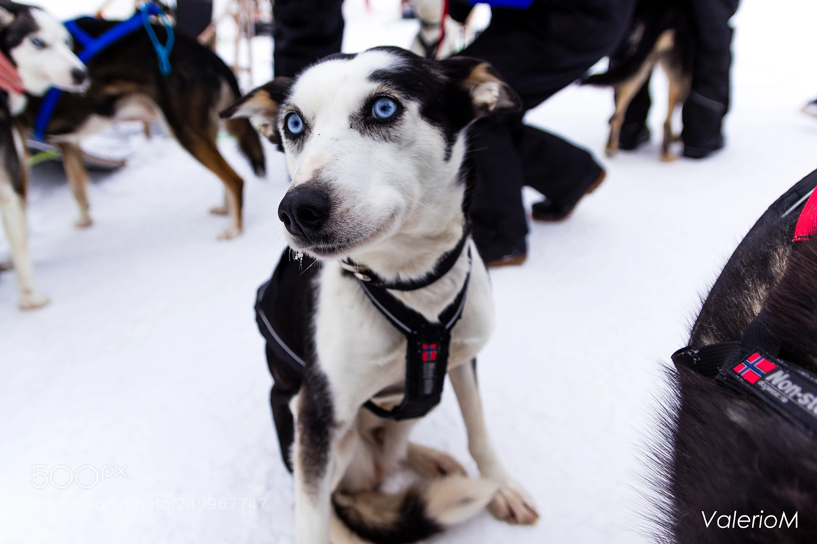 Canon EOS 700D (EOS Rebel T5i / EOS Kiss X7i) sample photo. Husky safari photography