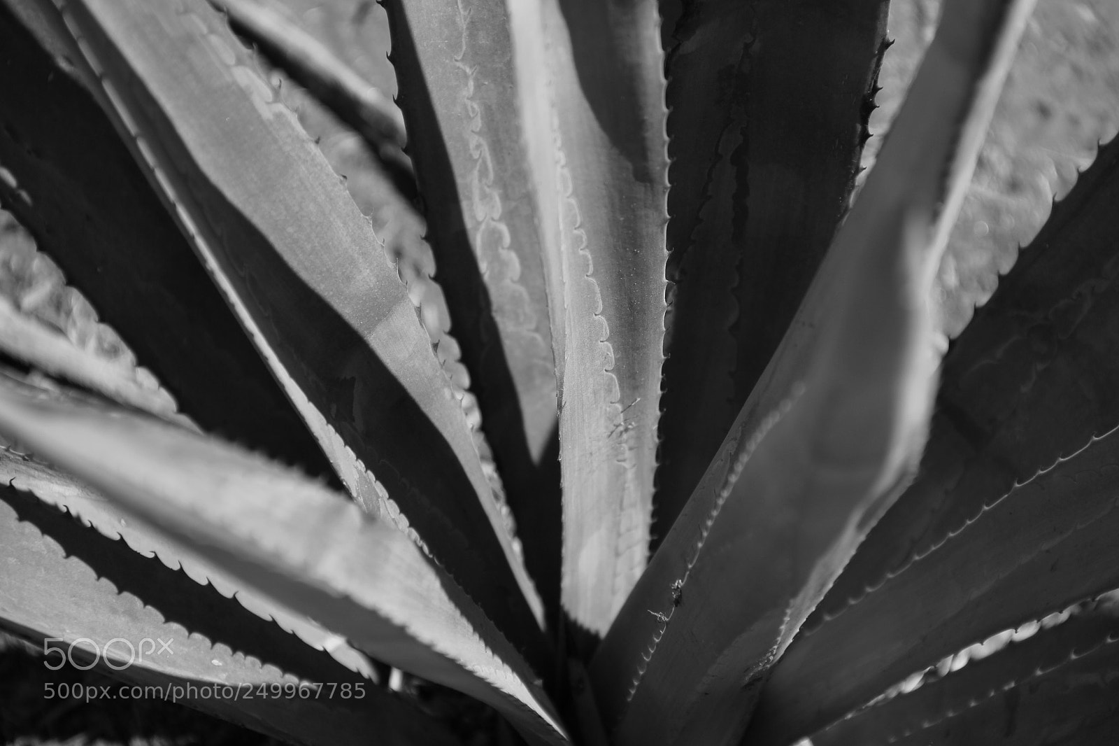 Canon EF-S 18-135mm F3.5-5.6 IS sample photo. Agave photography