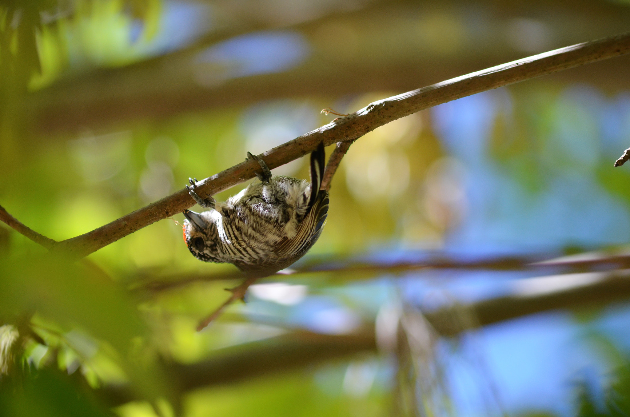 Nikon D5100 + Sigma 70-300mm F4-5.6 APO DG Macro sample photo. Dsc photography