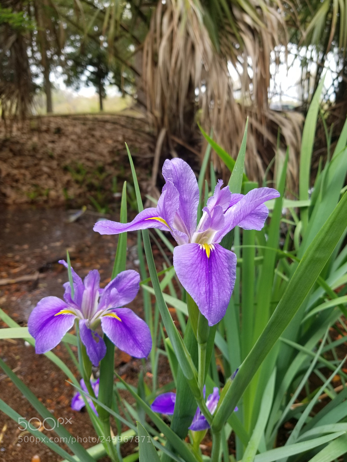 Samsung Galaxy S8+ sample photo. Untitled photography