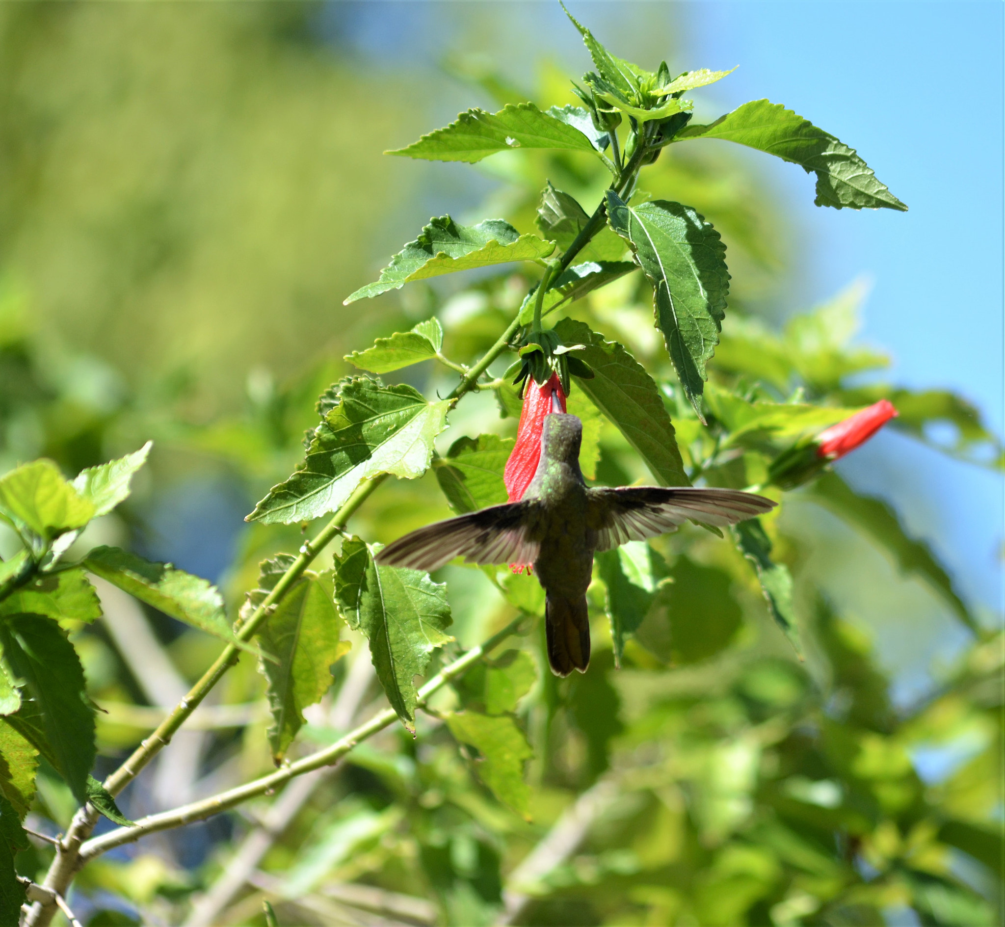 Nikon D5100 + Sigma 70-300mm F4-5.6 APO DG Macro sample photo. Dsc photography