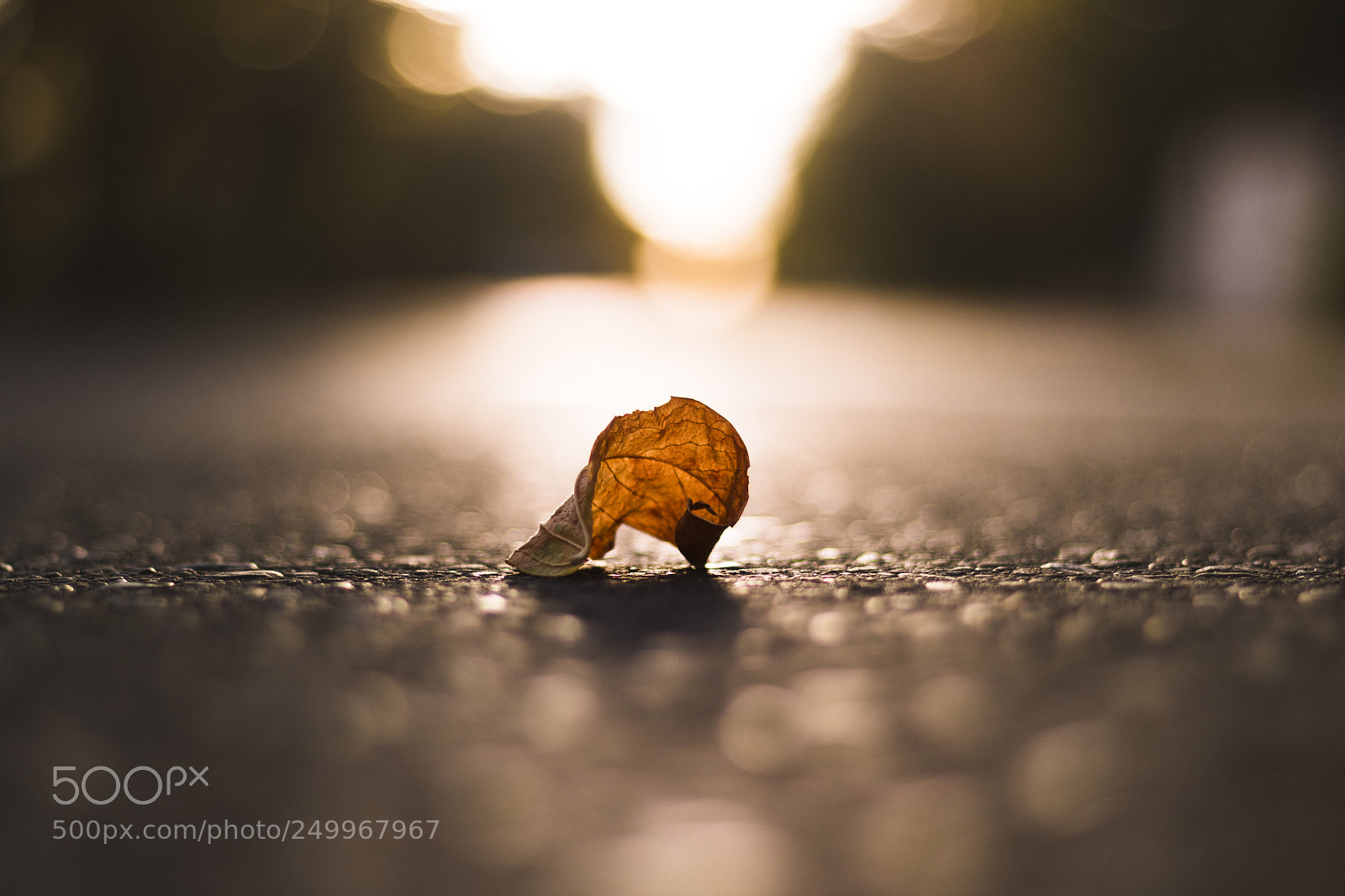 Canon EOS 750D (EOS Rebel T6i / EOS Kiss X8i) sample photo. Dry leaf photography