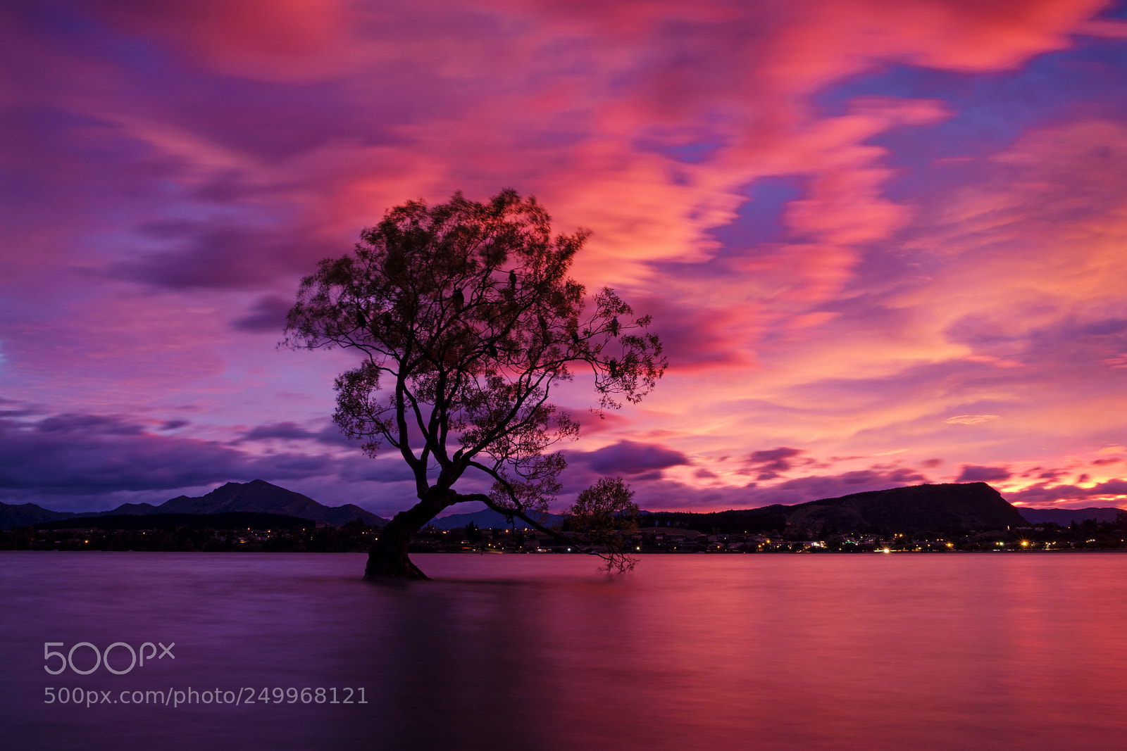 Fujifilm X-T2 sample photo. Wanaka tree on fire photography