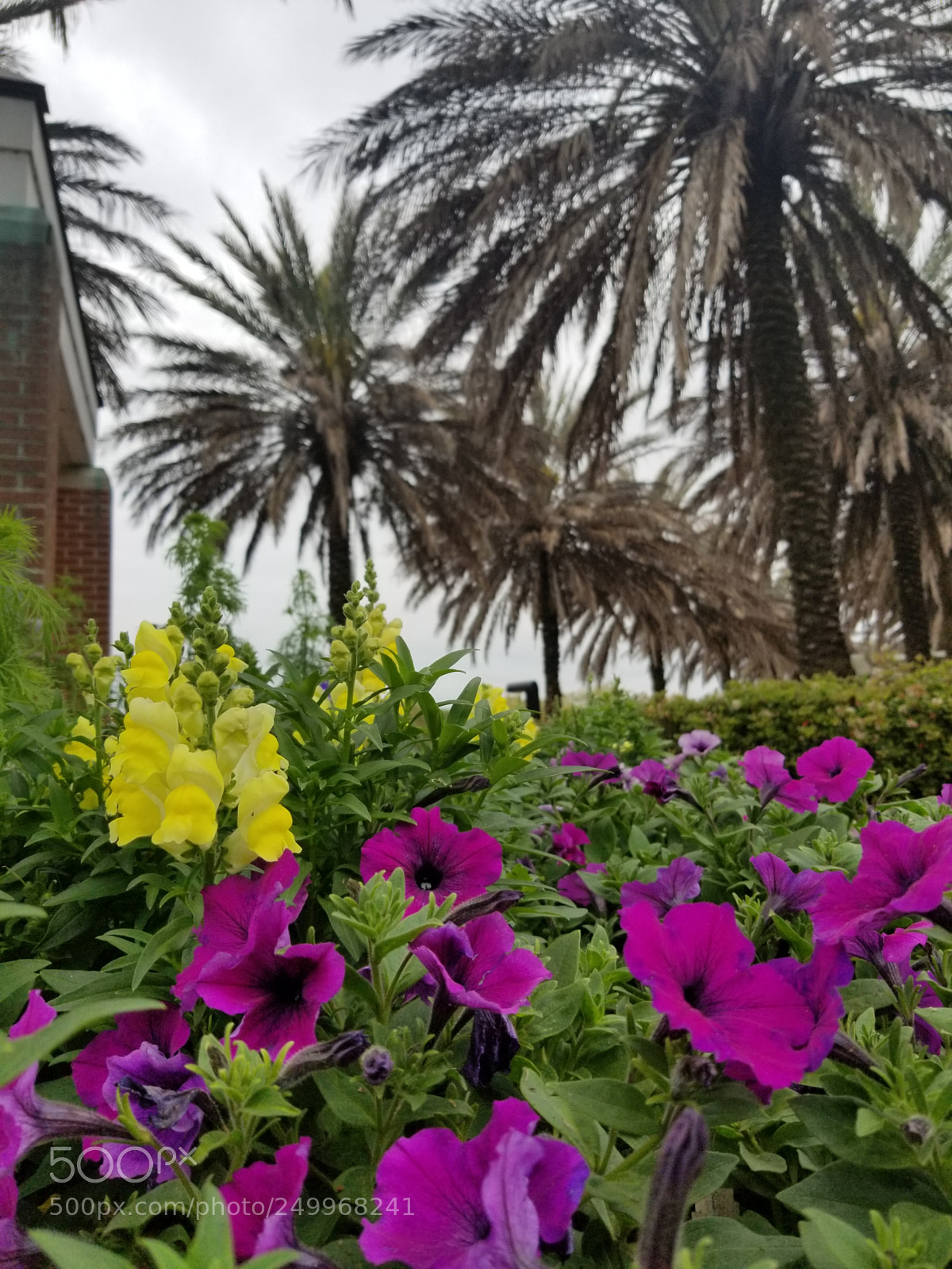 Samsung Galaxy S8+ sample photo. Untitled photography