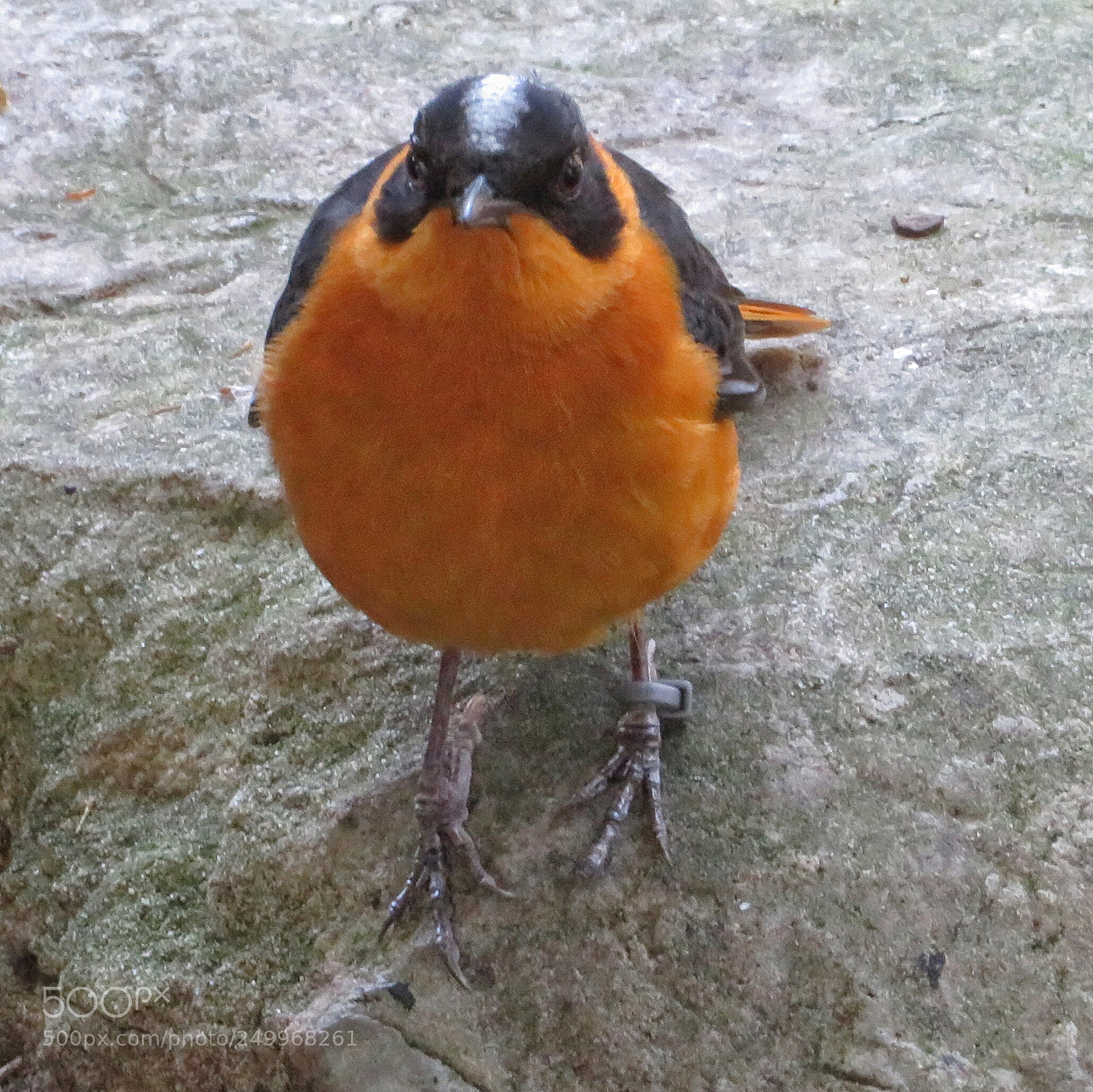 Canon PowerShot SX720 HS sample photo. Snowy-headed robin chat photography
