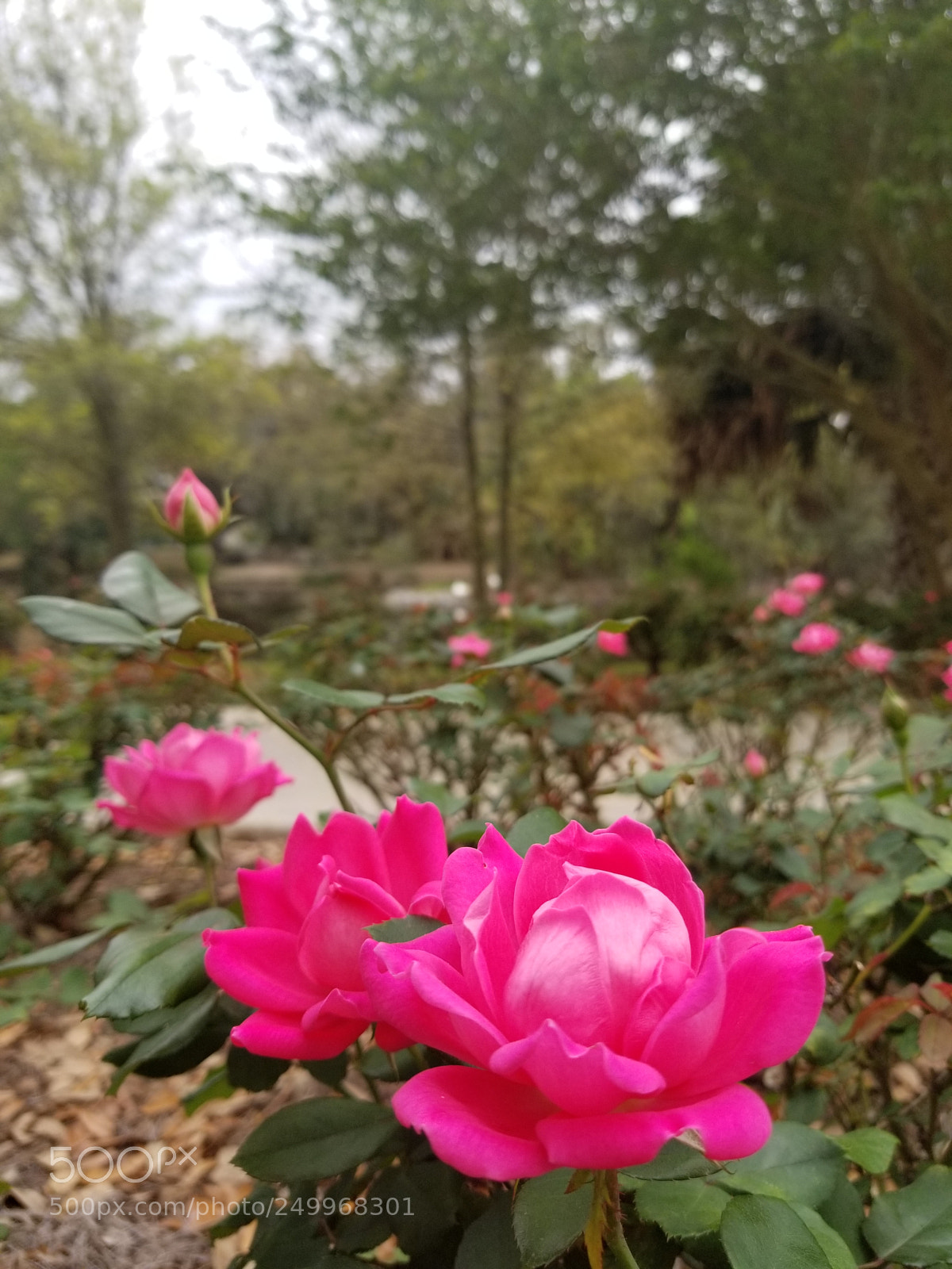 Samsung Galaxy S8+ sample photo. Untitled photography