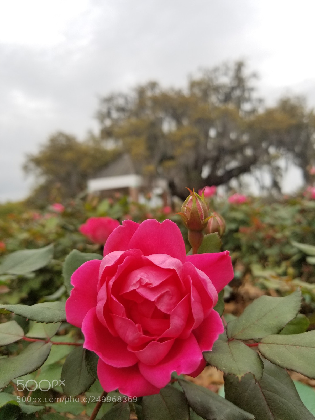 Samsung Galaxy S8+ sample photo. Untitled photography
