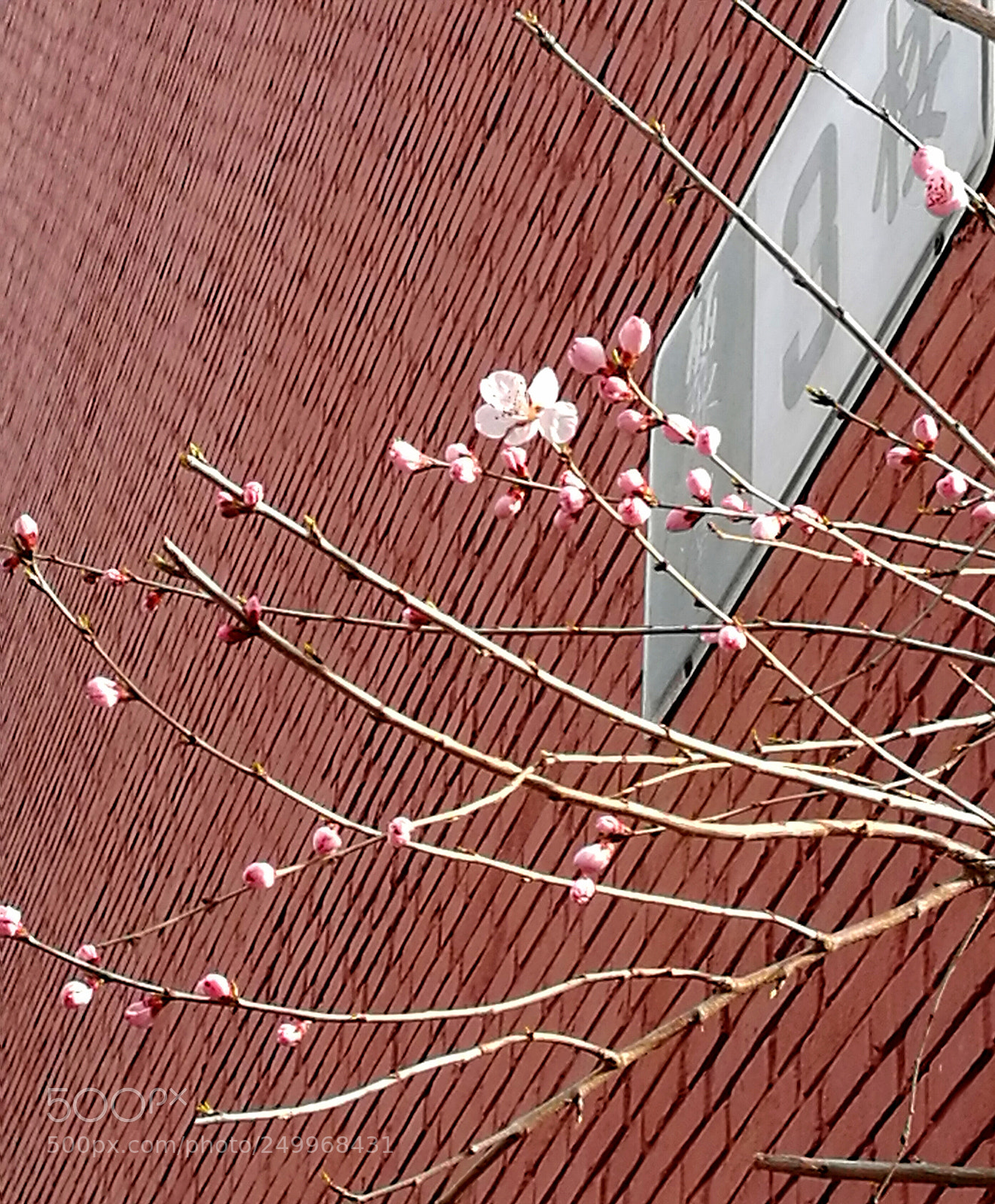 HUAWEI P9 Plus sample photo. 北方之春（春分） photography
