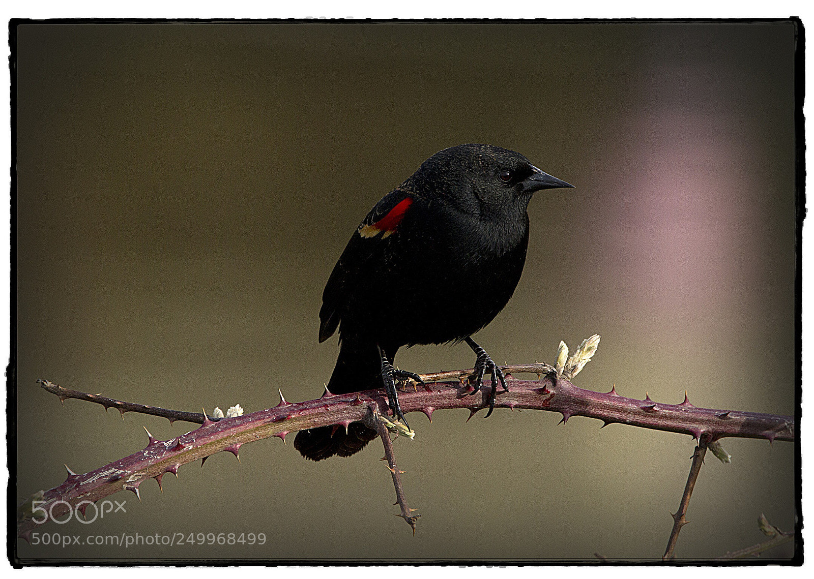 Canon EOS 7D sample photo. Bicolored red winged blackbird 2. photography