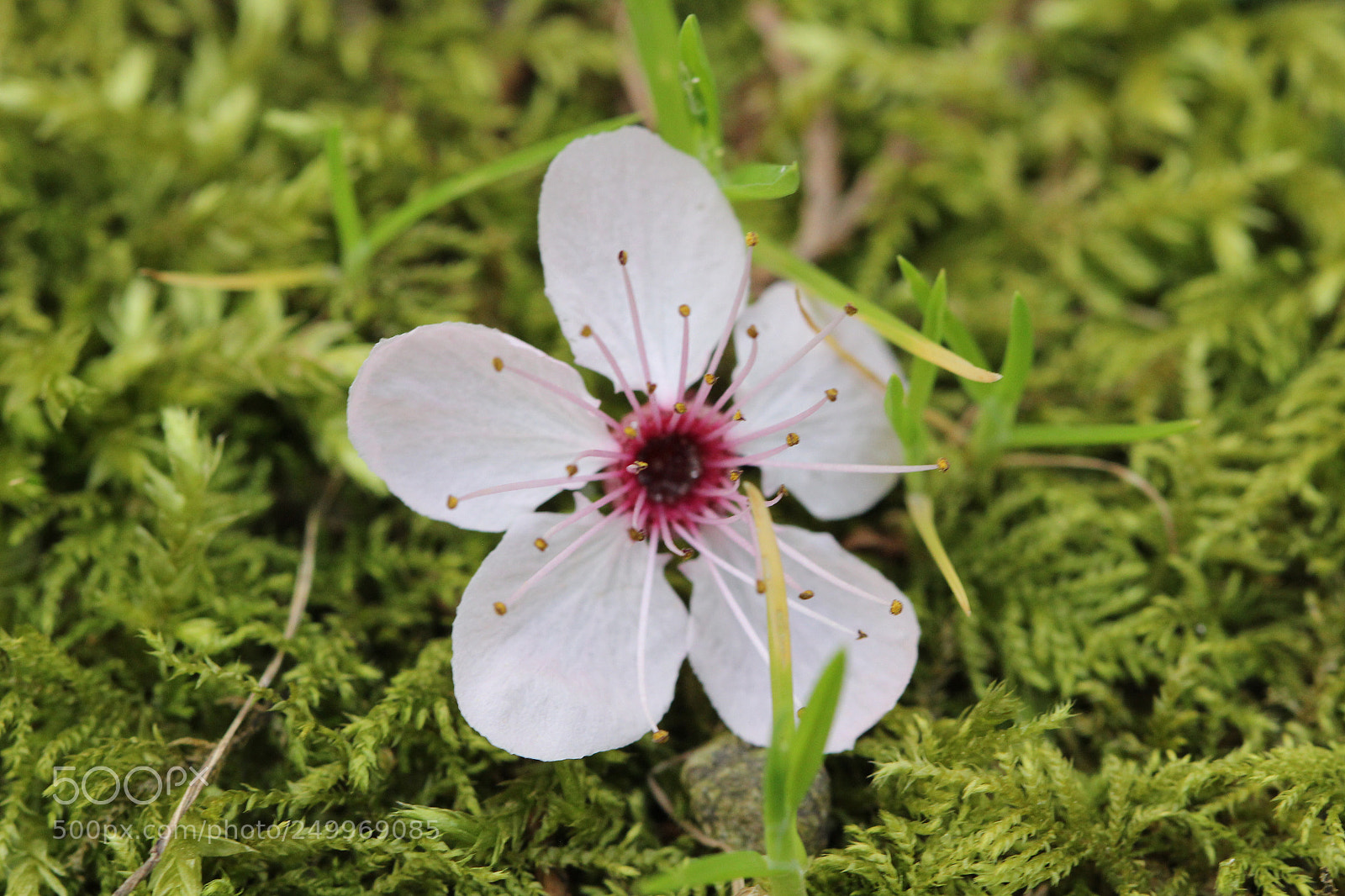 Canon EOS 600D (Rebel EOS T3i / EOS Kiss X5) sample photo. Forgotten photography