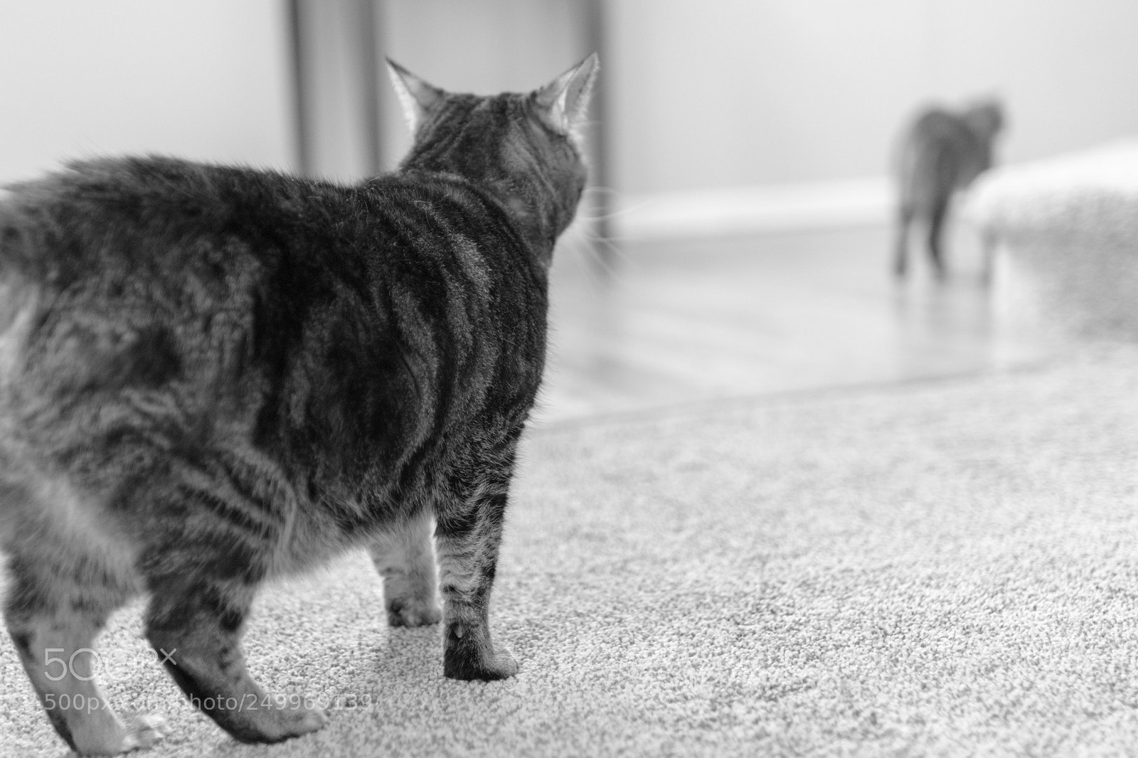 Nikon D7100 sample photo. Stalker photography