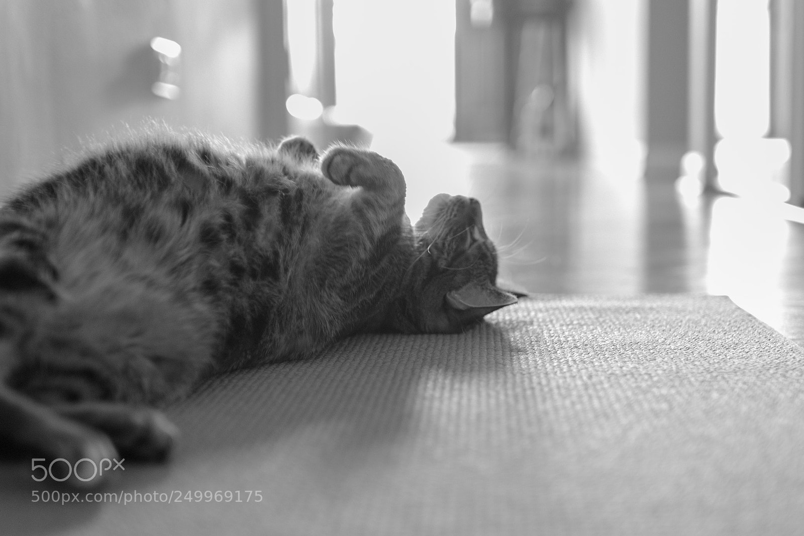 Nikon D7100 sample photo. Cat nap photography