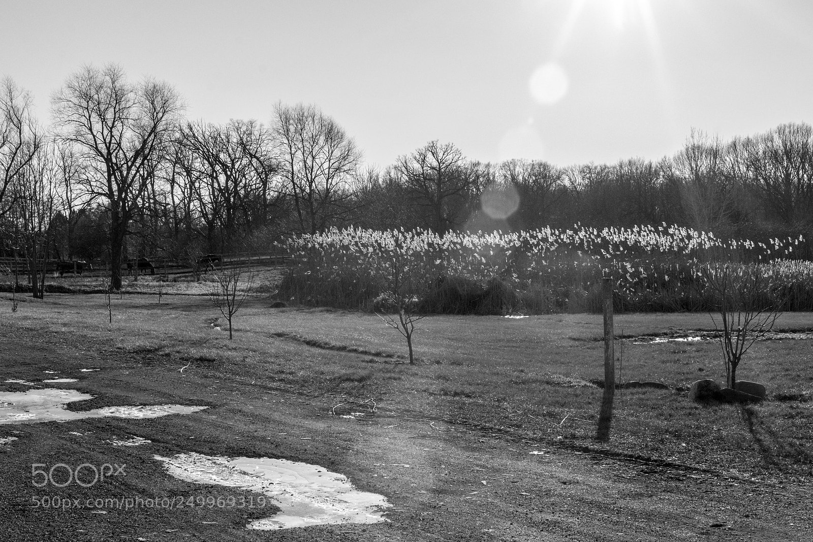 Nikon D7100 sample photo. Reflections photography