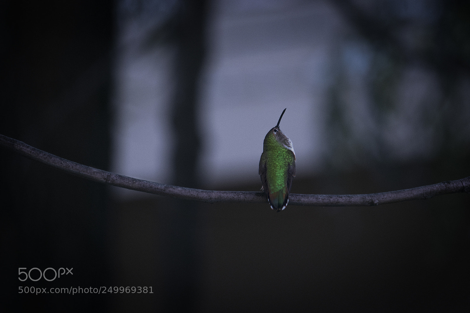 Canon EOS 750D (EOS Rebel T6i / EOS Kiss X8i) sample photo. Hummingbird looking up photography