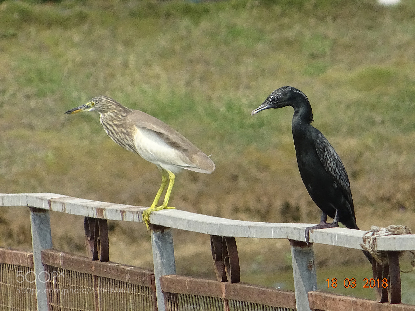 Sony DSC-HX60V sample photo. Birds photography