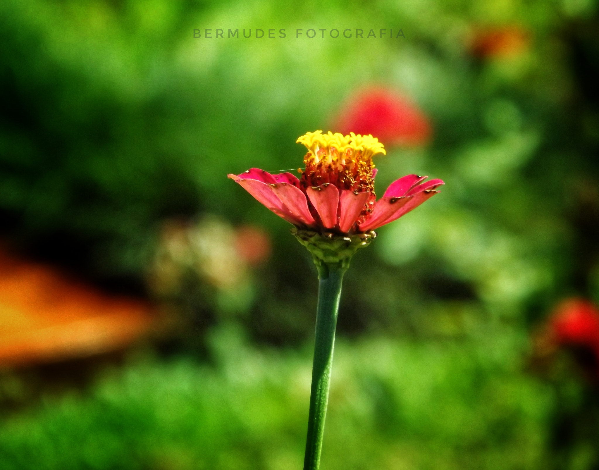 Fujifilm FinePix S4500 sample photo. Red flower in focus photography