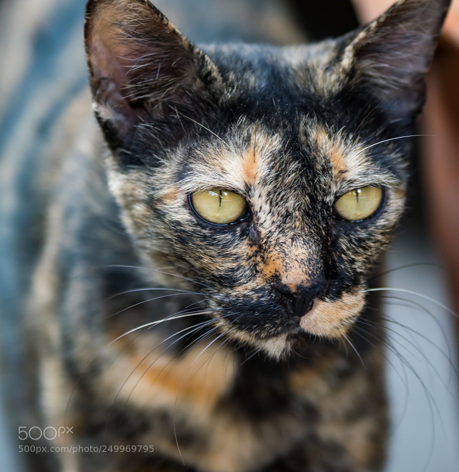 Nikon D5300 sample photo. Thai cat photography