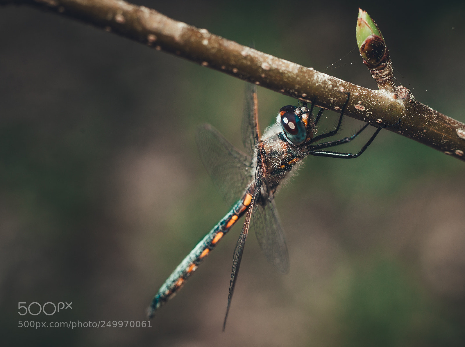 Sony Alpha DSLR-A900 sample photo. Dragonfly photography