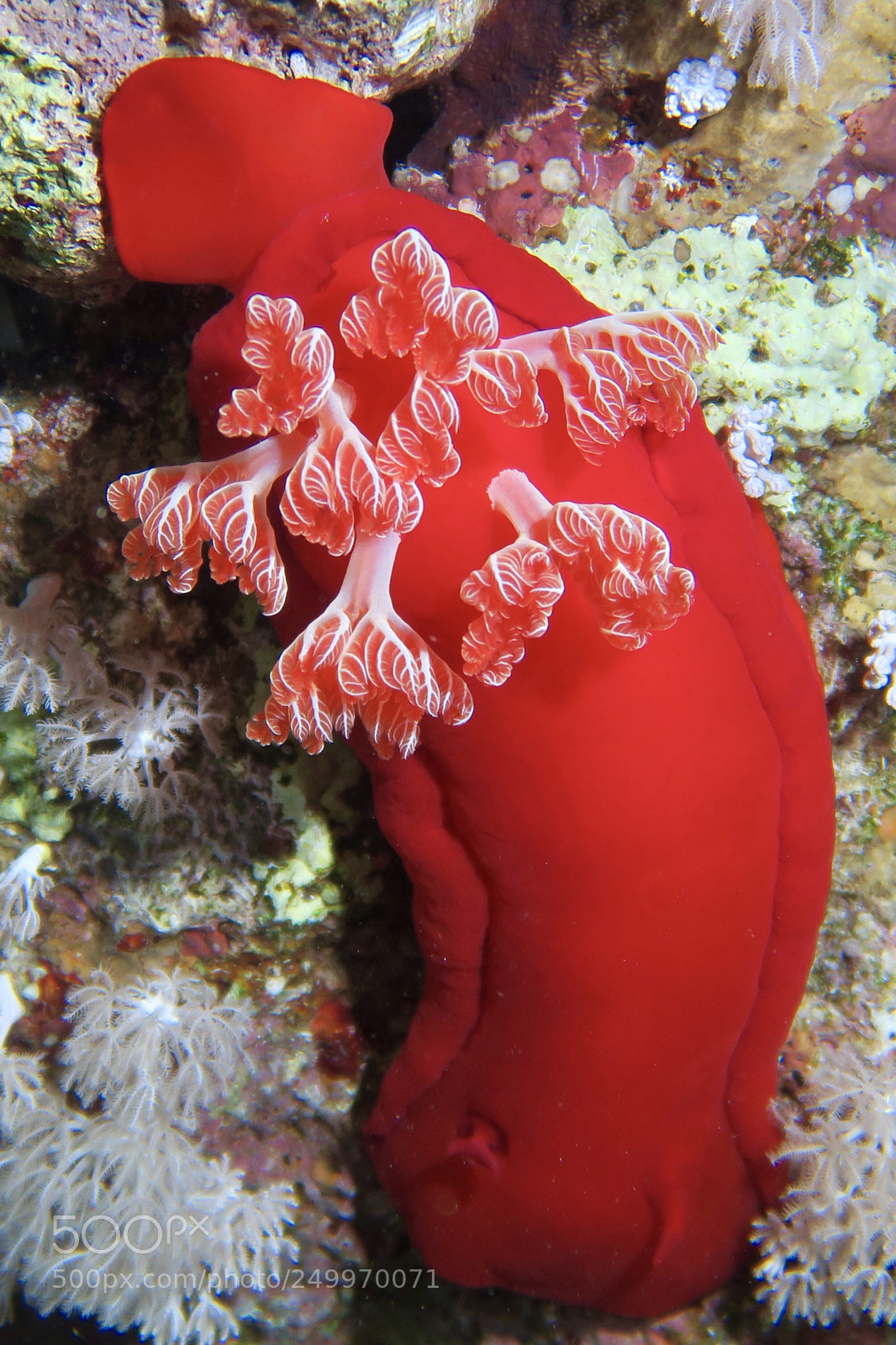 Canon PowerShot G7 X sample photo. Spanish dancer photography