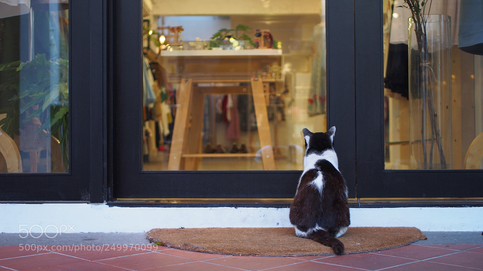 Olympus PEN E-PL6 sample photo. Cat photography